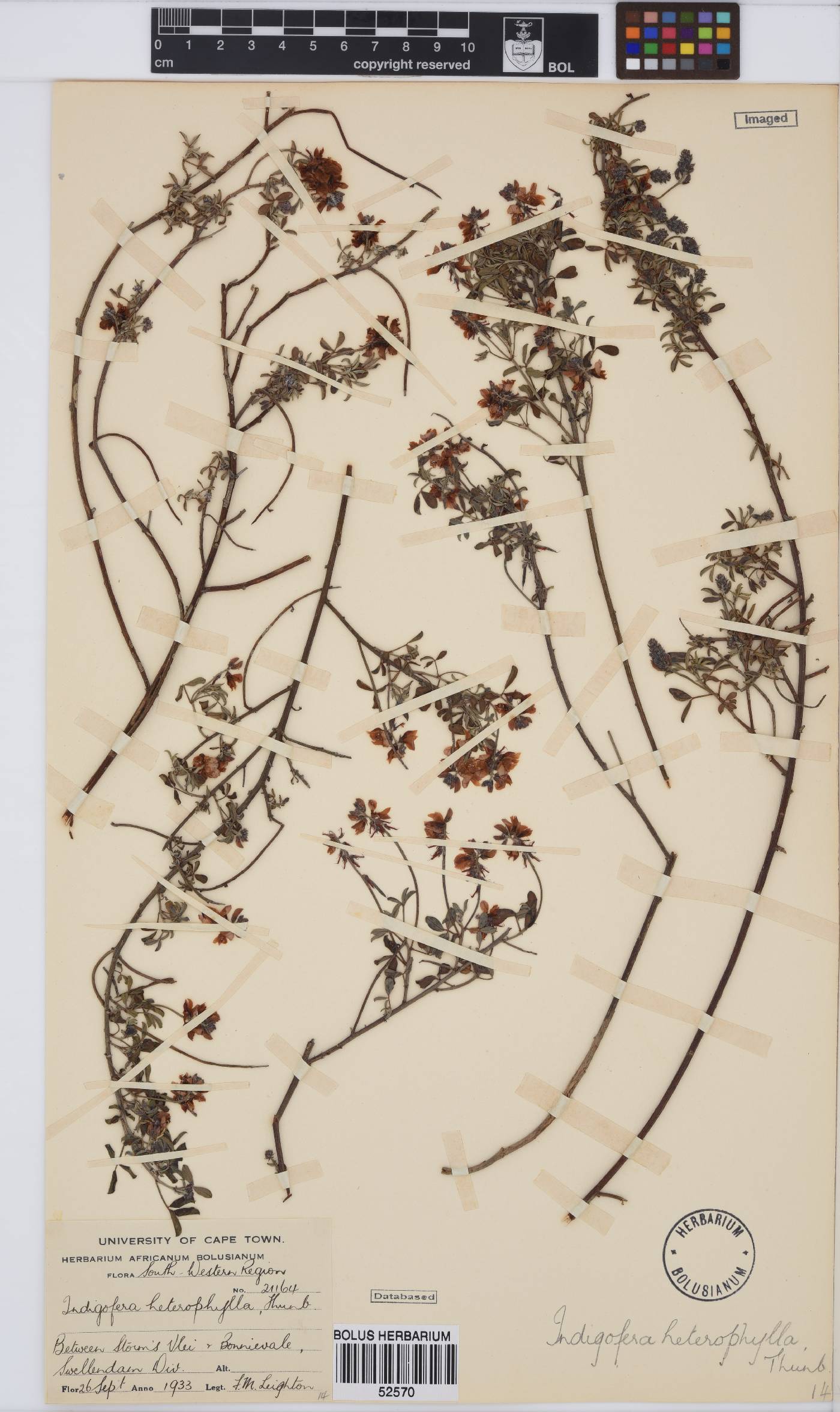 Indigofera image