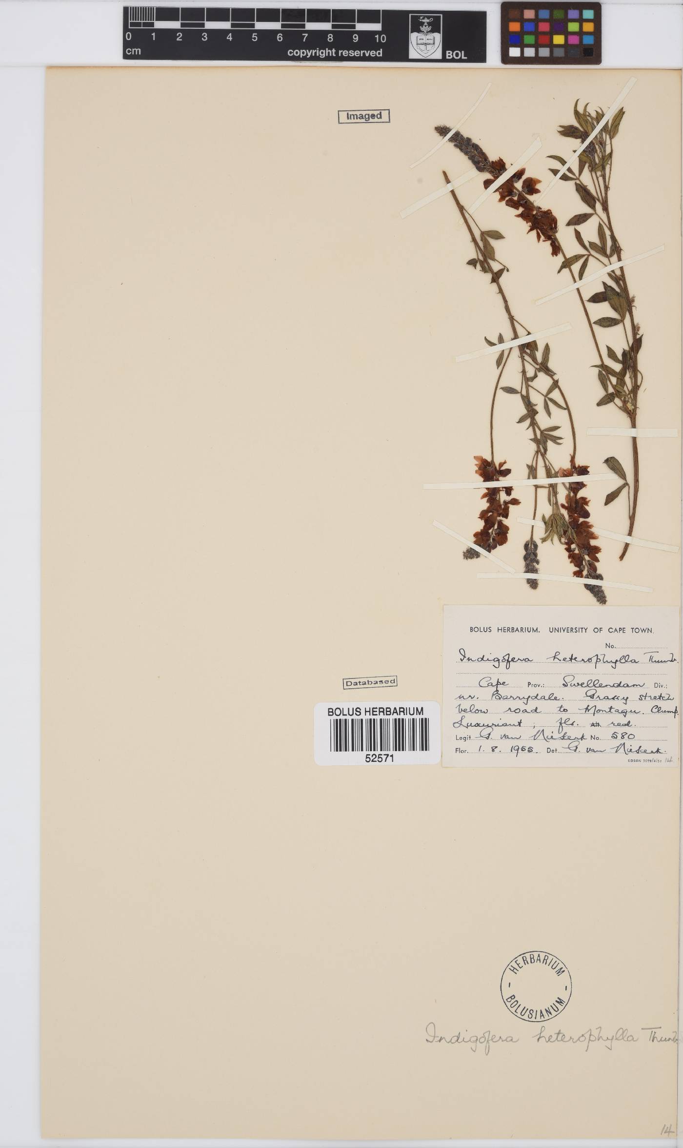 Indigofera heterophylla image
