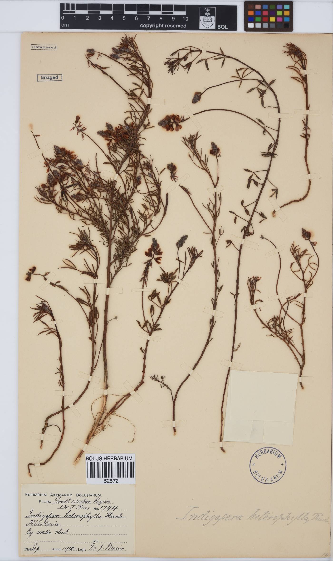 Indigofera heterophylla image