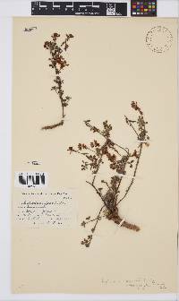 Indigofera heterophylla image