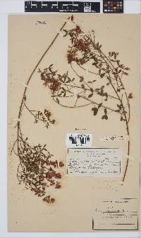 Indigofera heterophylla image