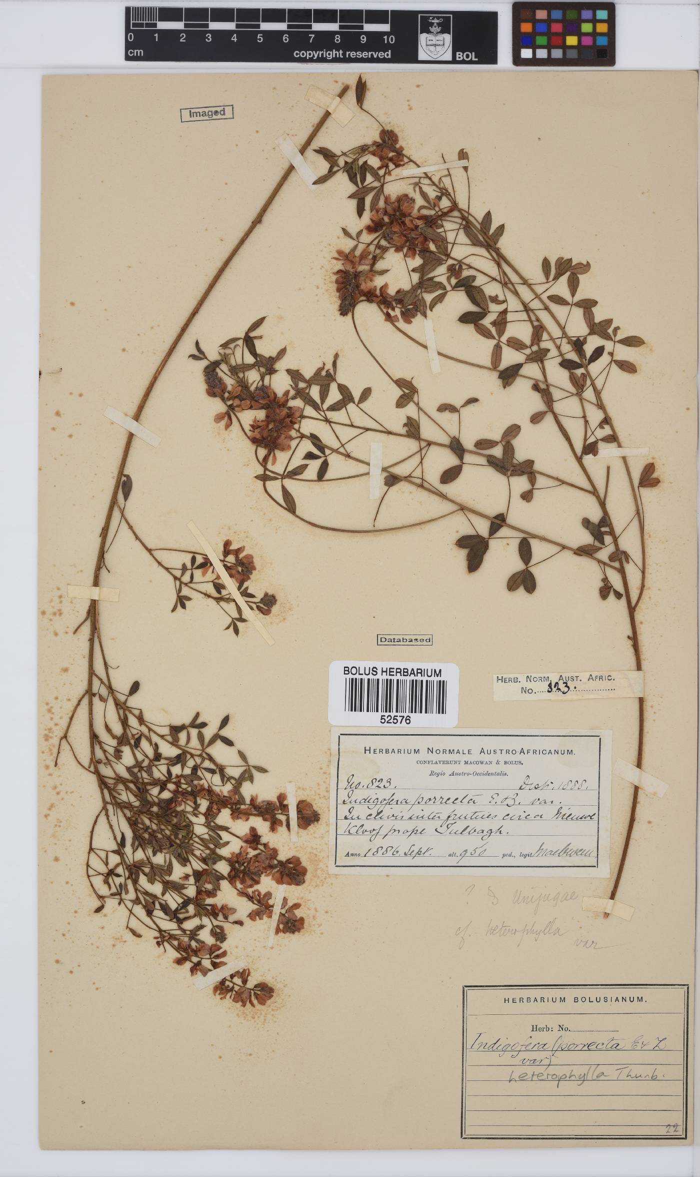 Indigofera heterophylla image