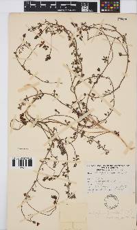 Indigofera heterophylla image