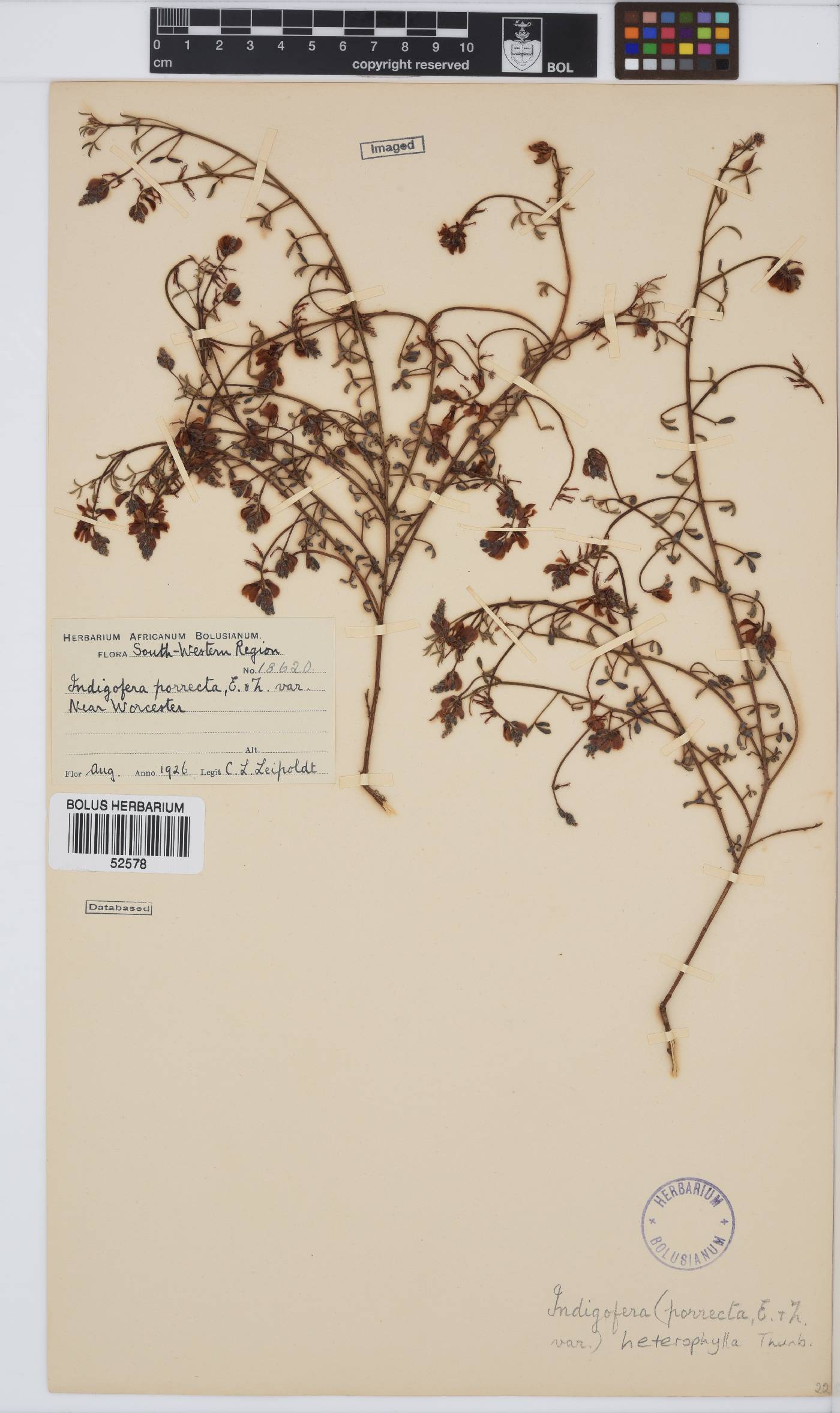 Indigofera heterophylla image