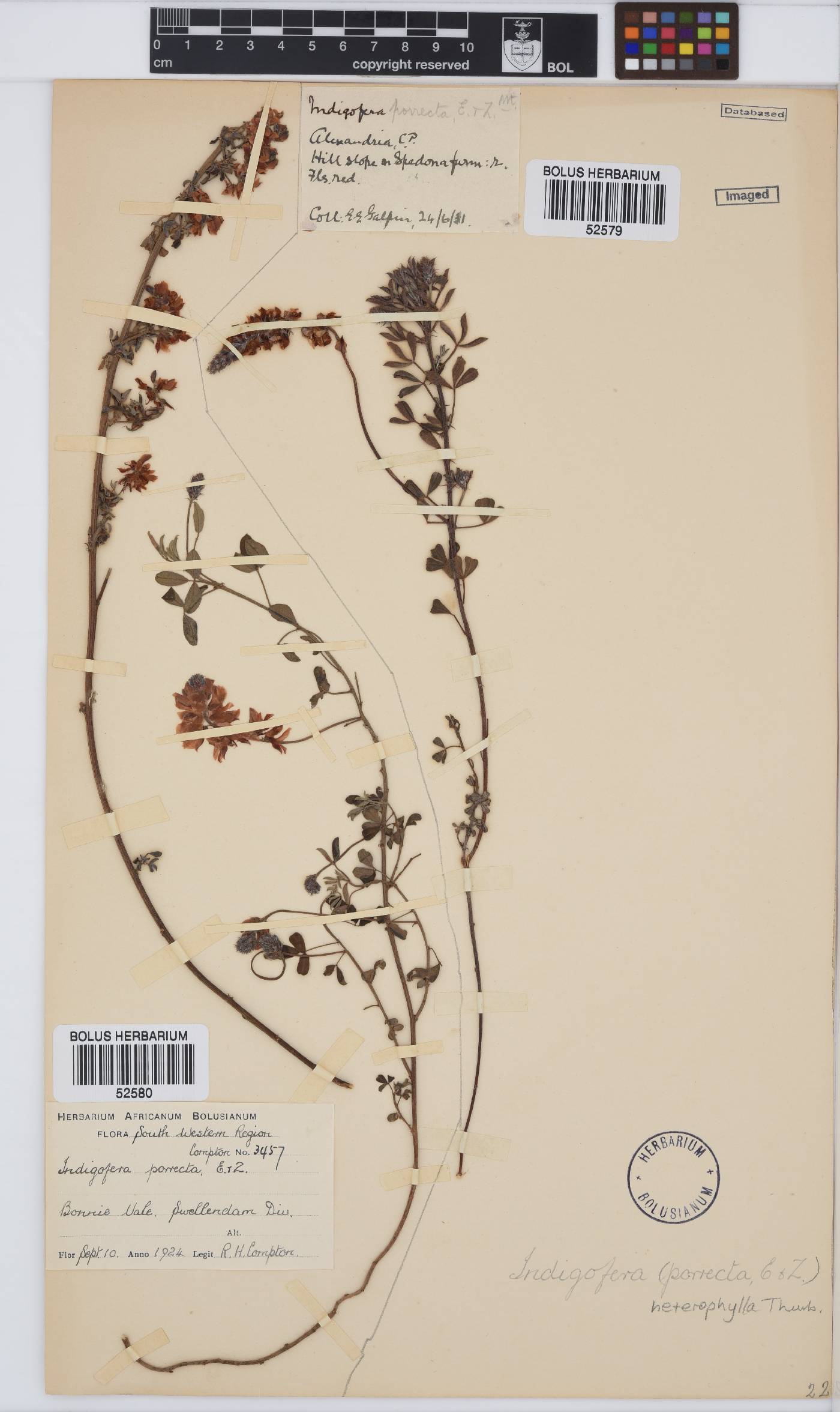 Indigofera heterophylla image