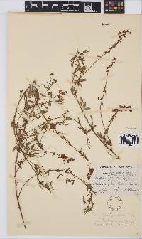 Indigofera heterophylla image