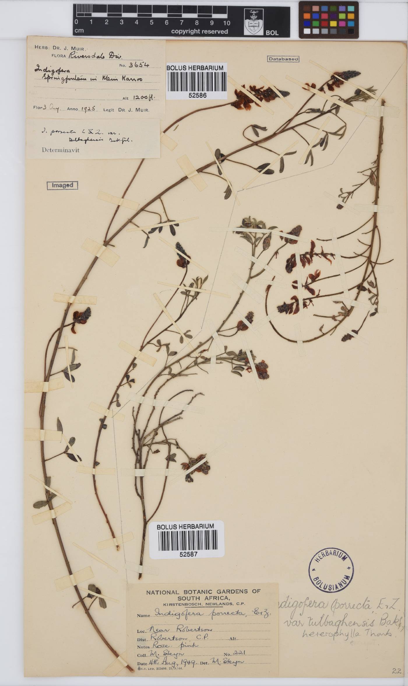 Indigofera heterophylla image