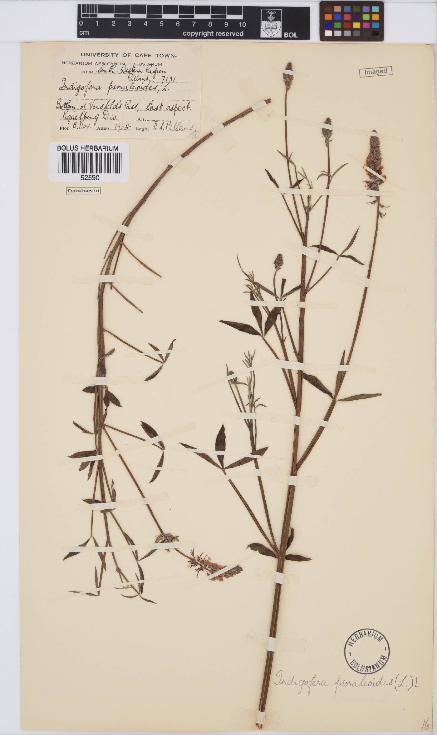 Indigofera psoraloides image