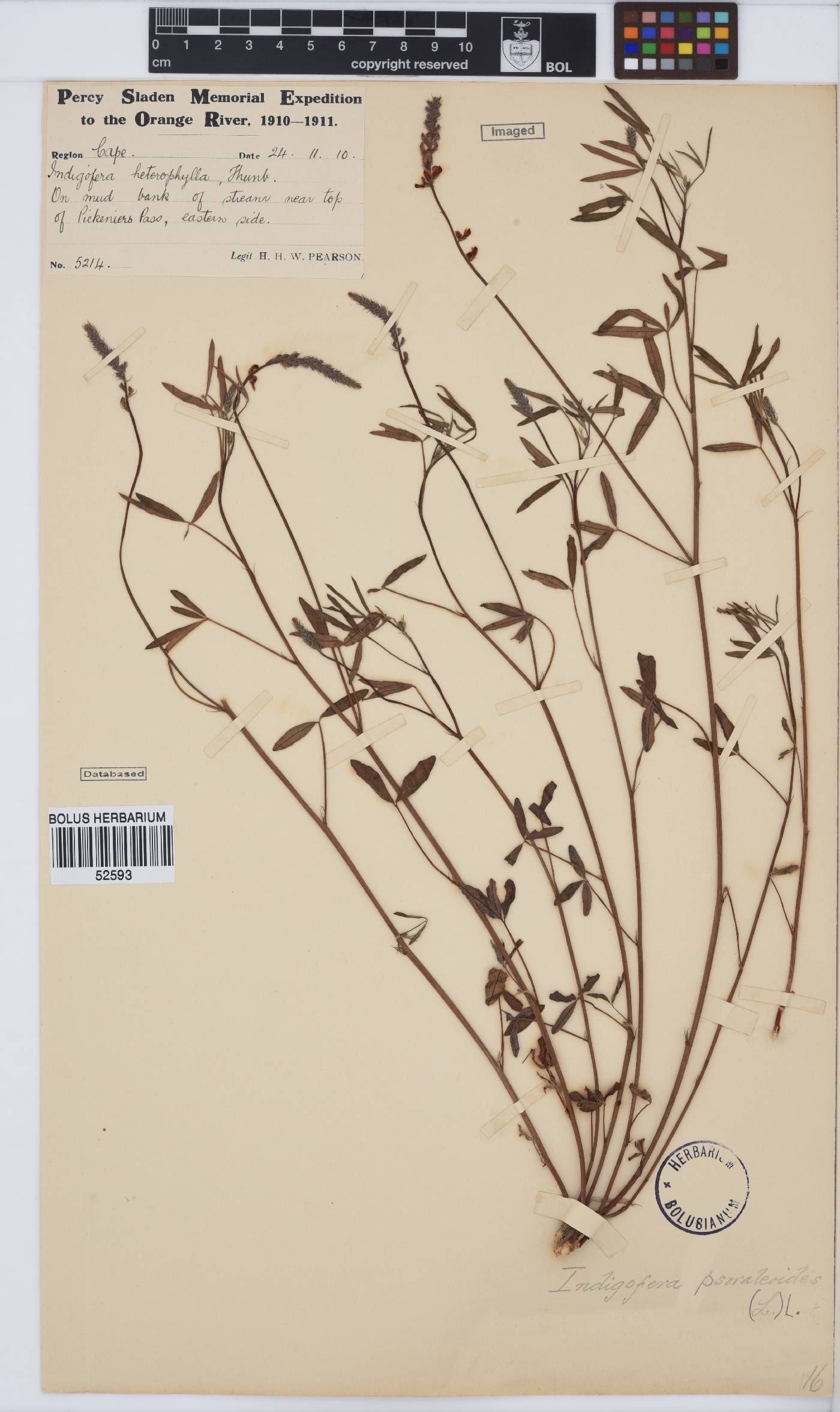 Indigofera psoraloides image