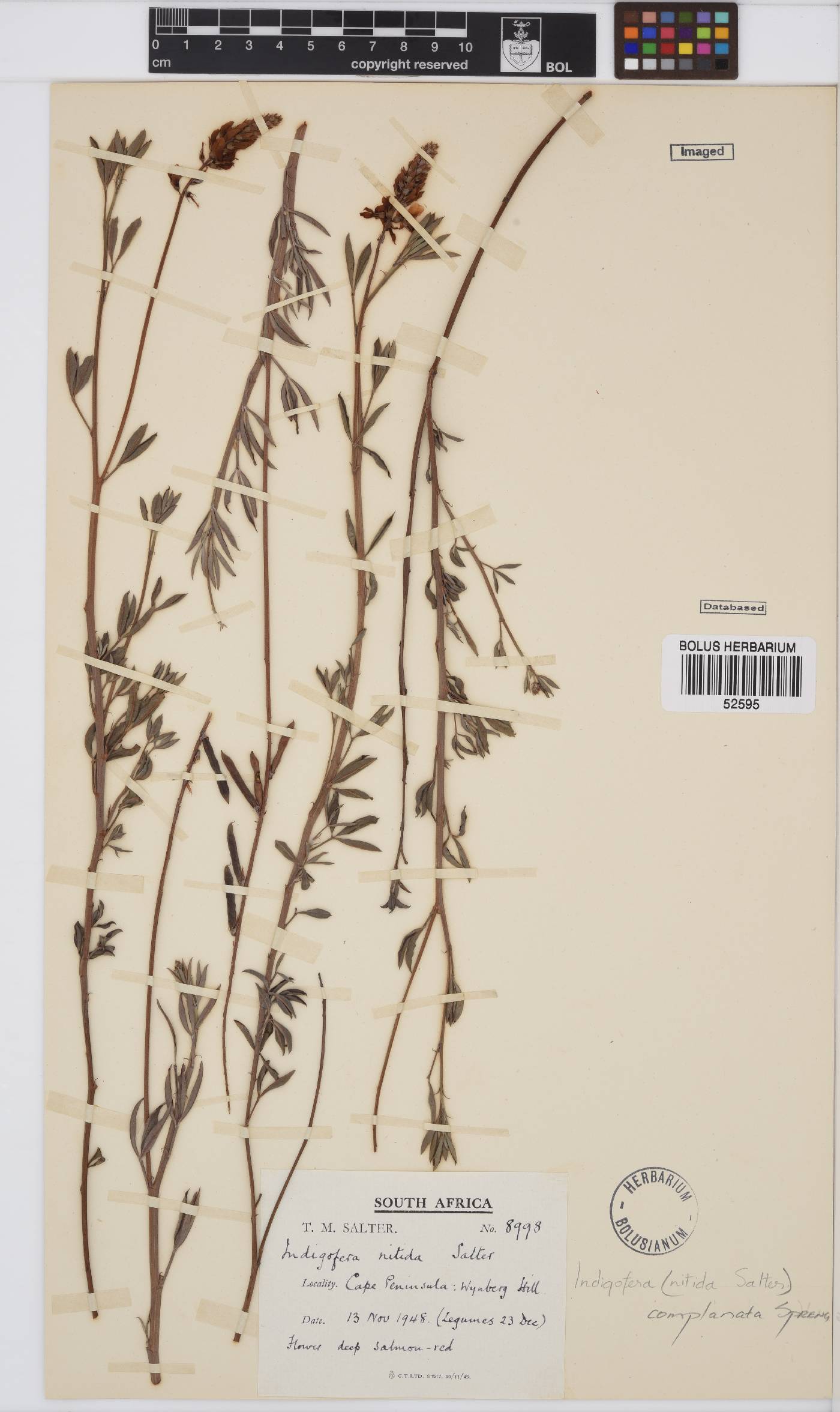 Indigofera complanata image