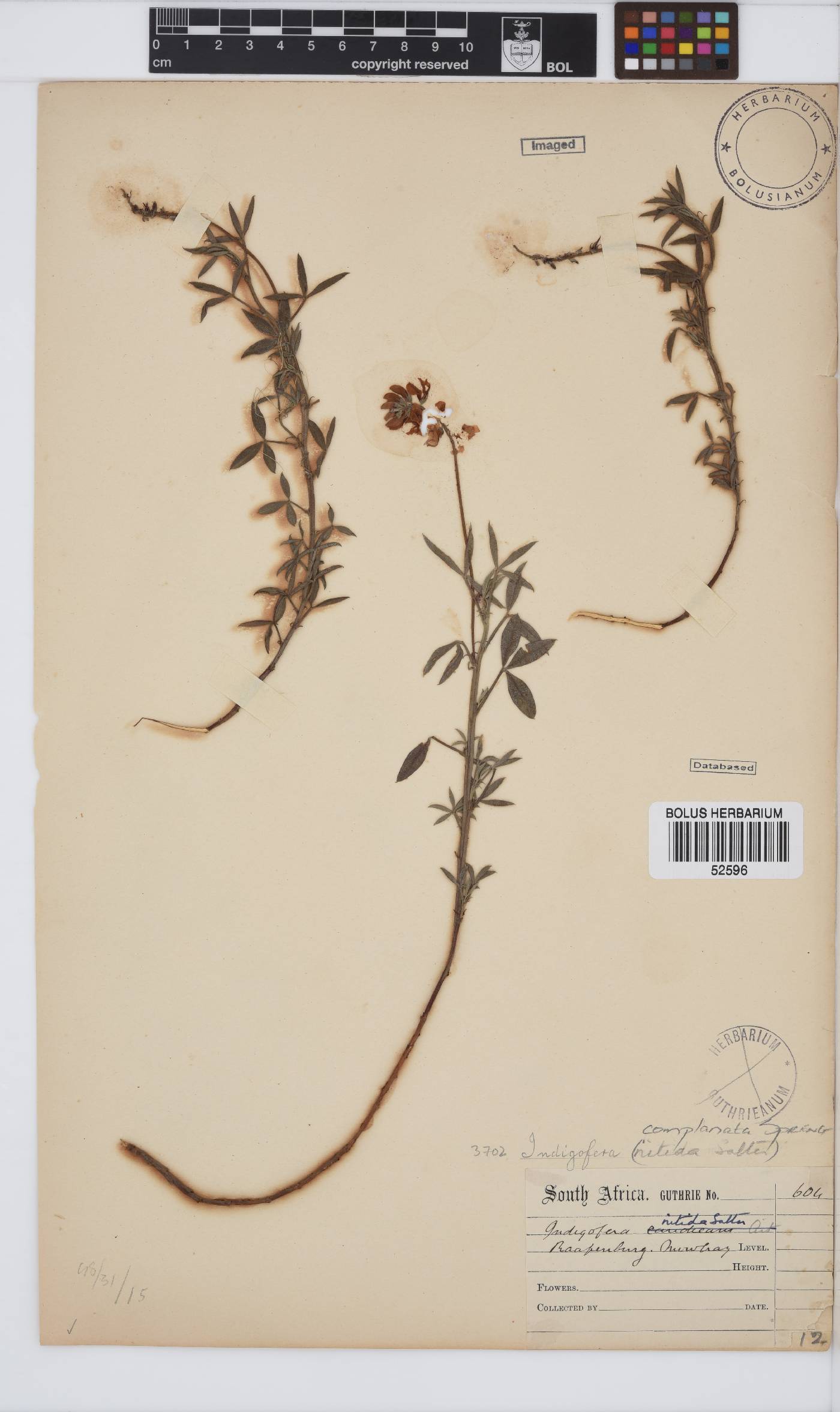 Indigofera complanata image