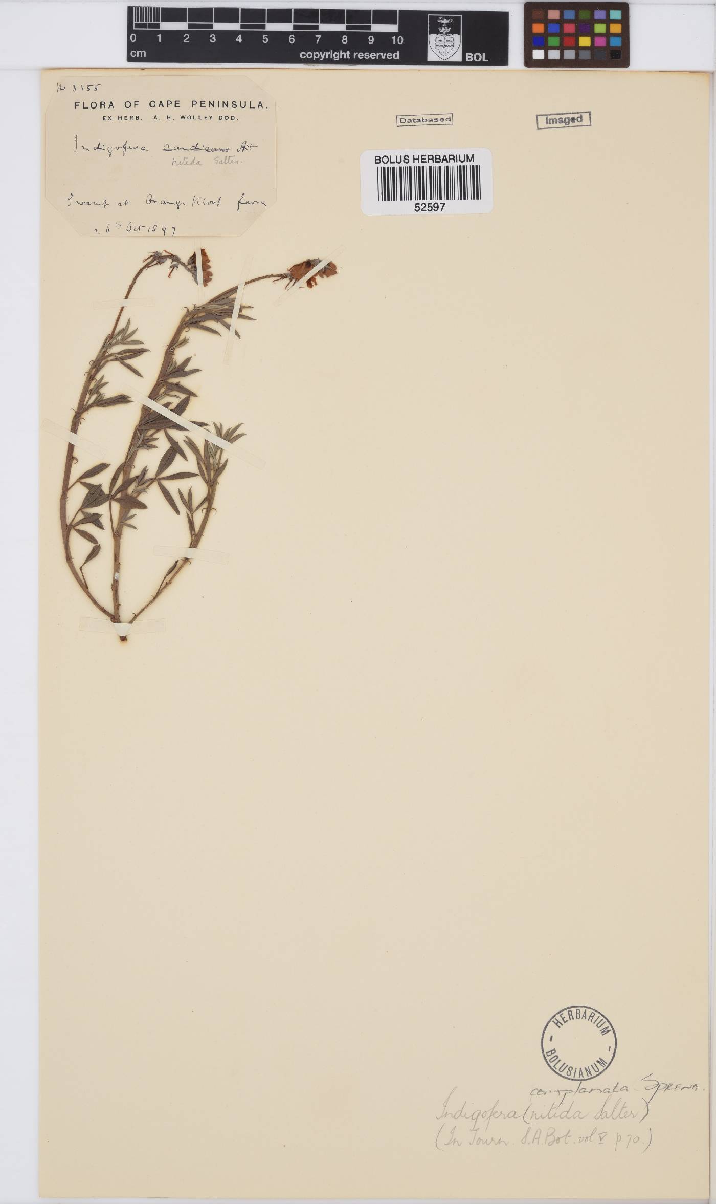 Indigofera complanata image