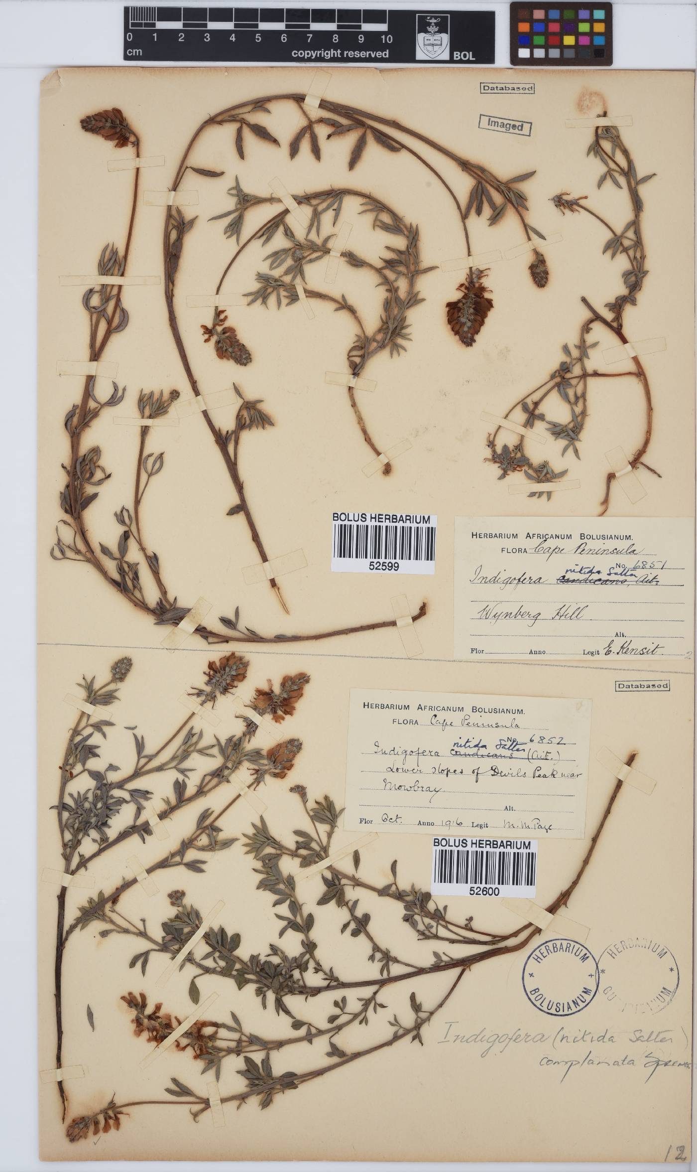 Indigofera complanata image