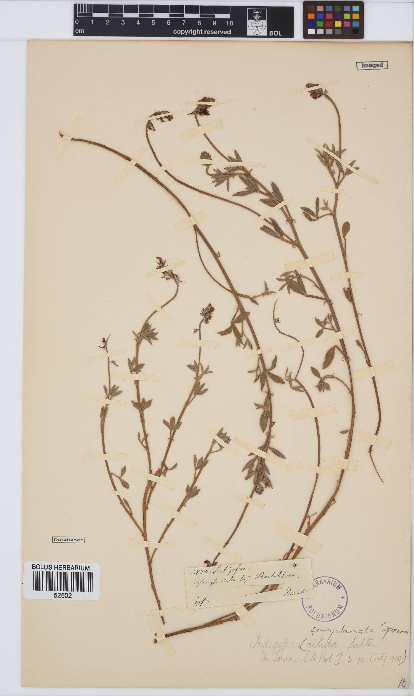 Indigofera complanata image
