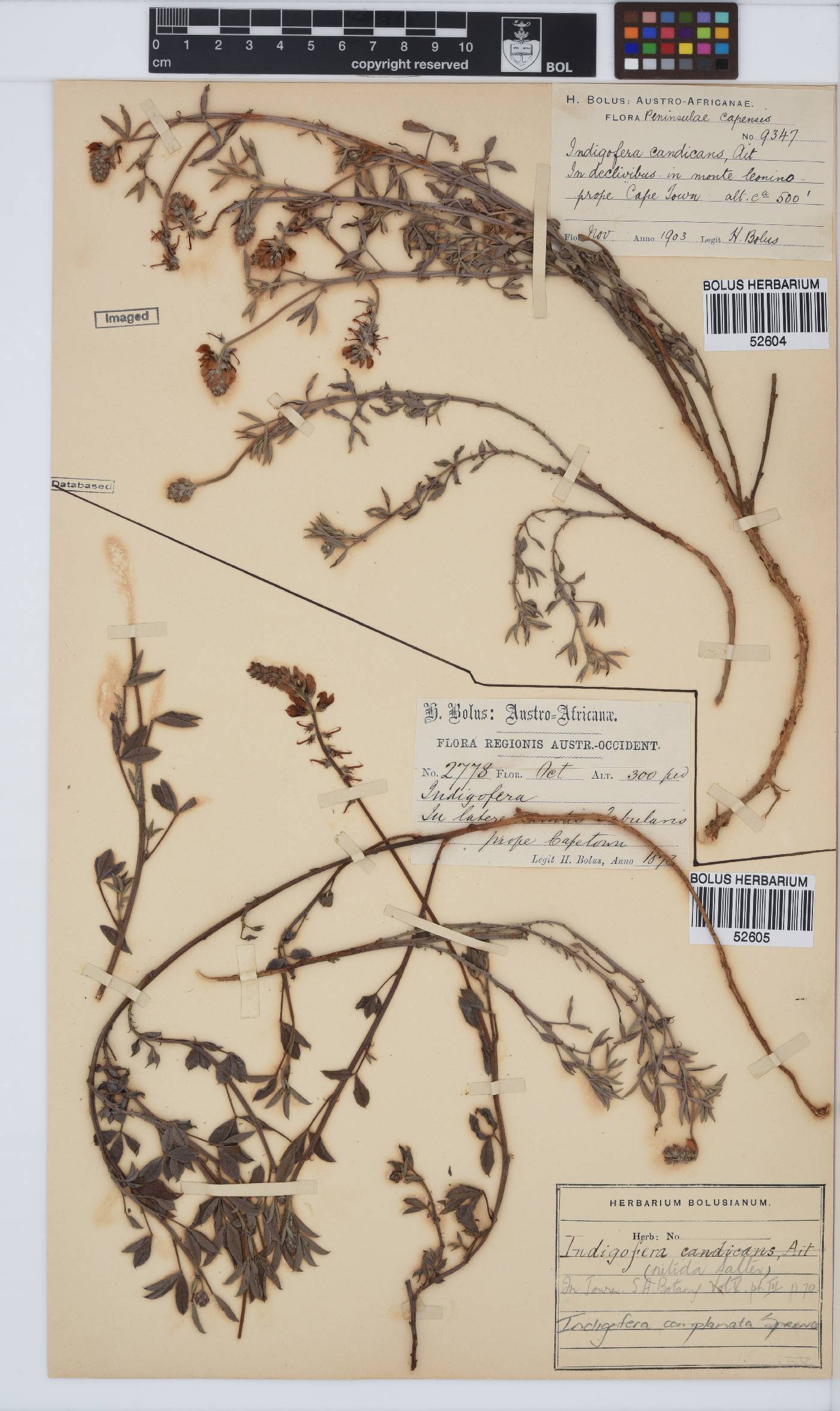 Indigofera complanata image