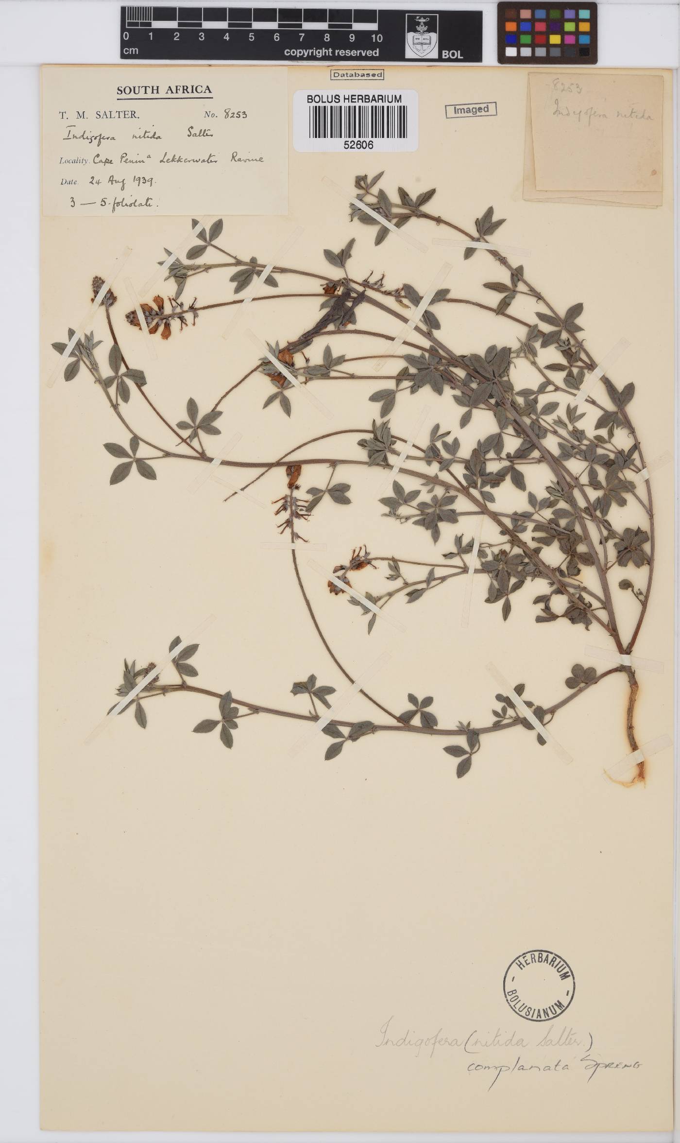 Indigofera complanata image