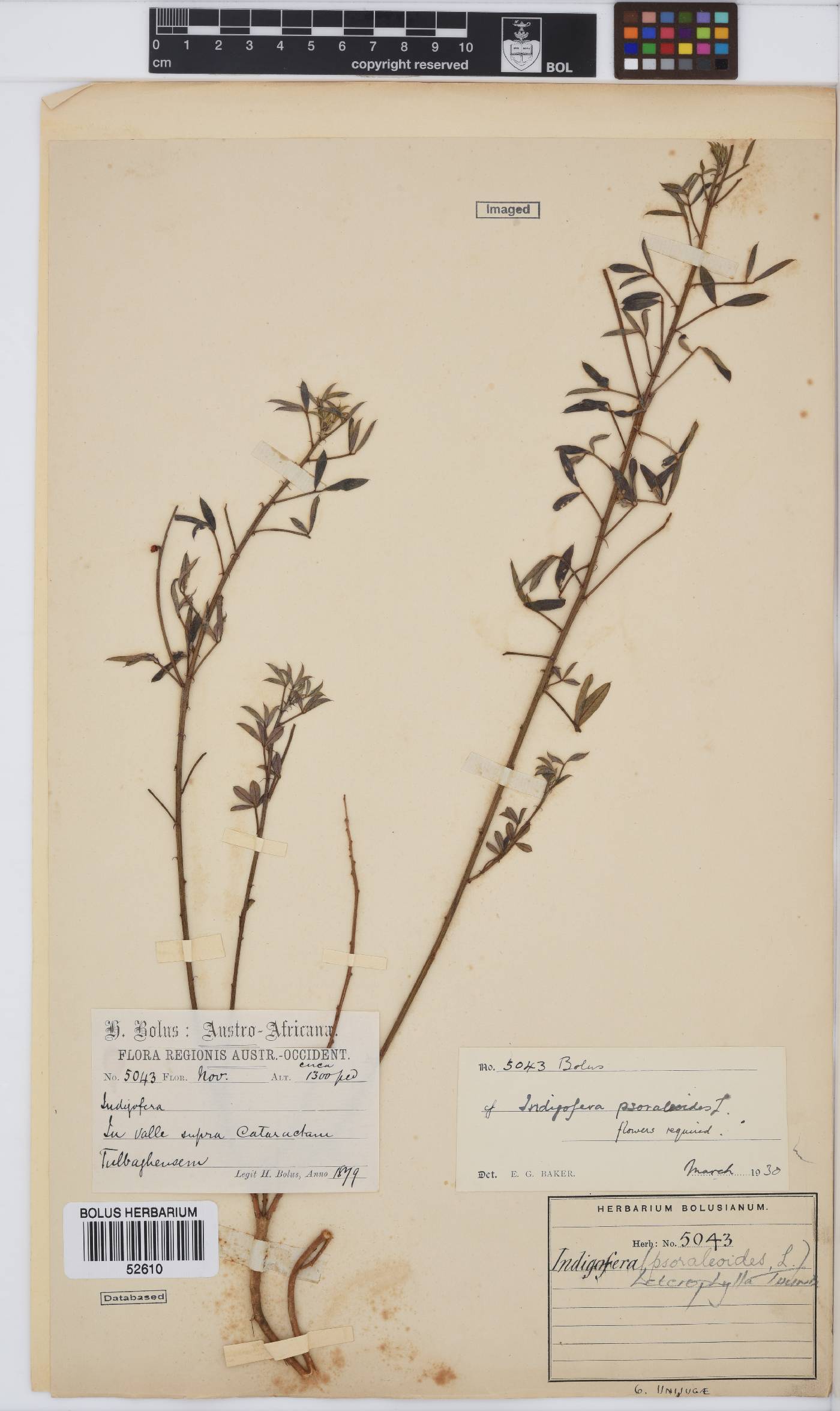 Indigofera heterophylla image