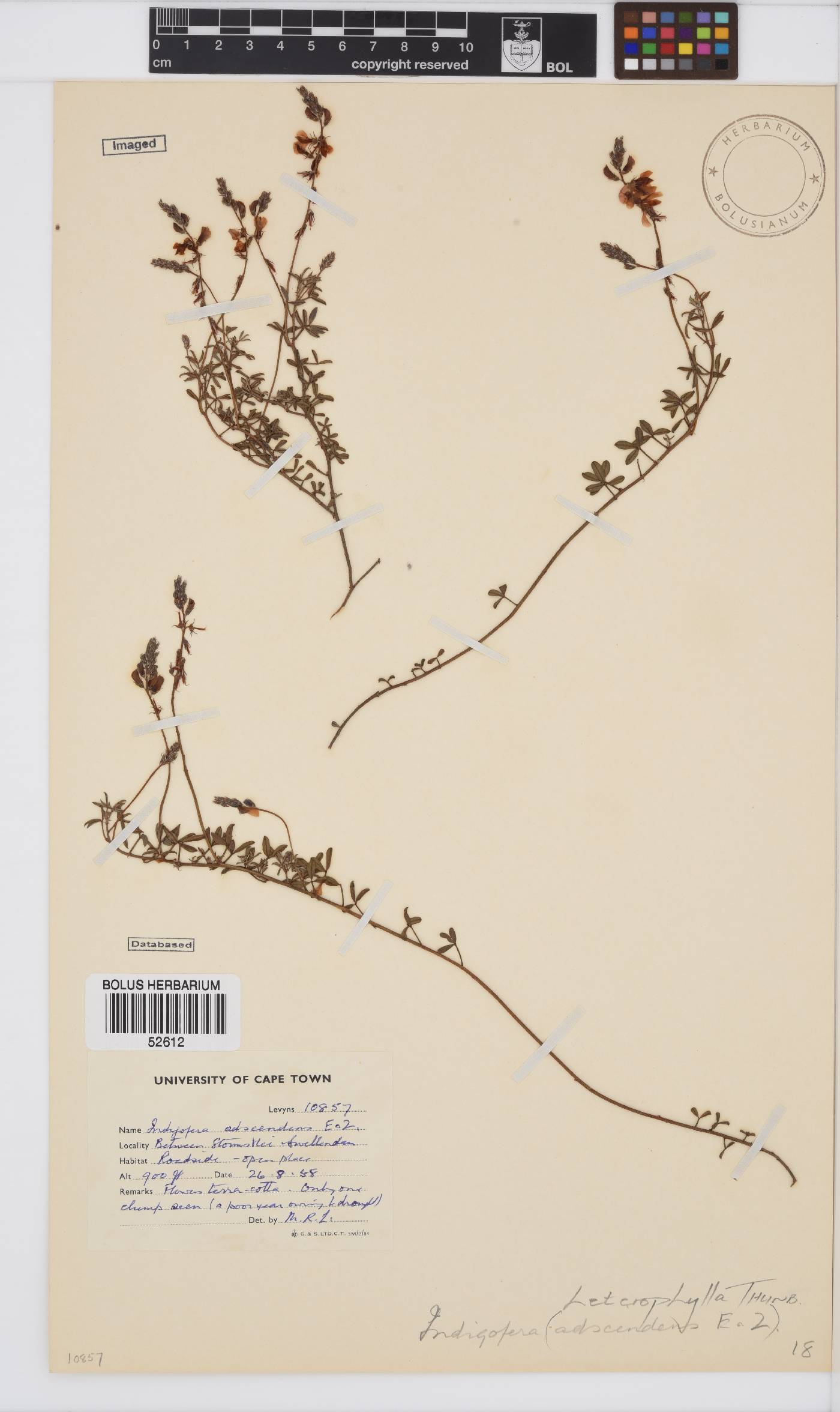 Indigofera heterophylla image