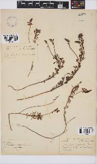 Indigofera heterophylla image