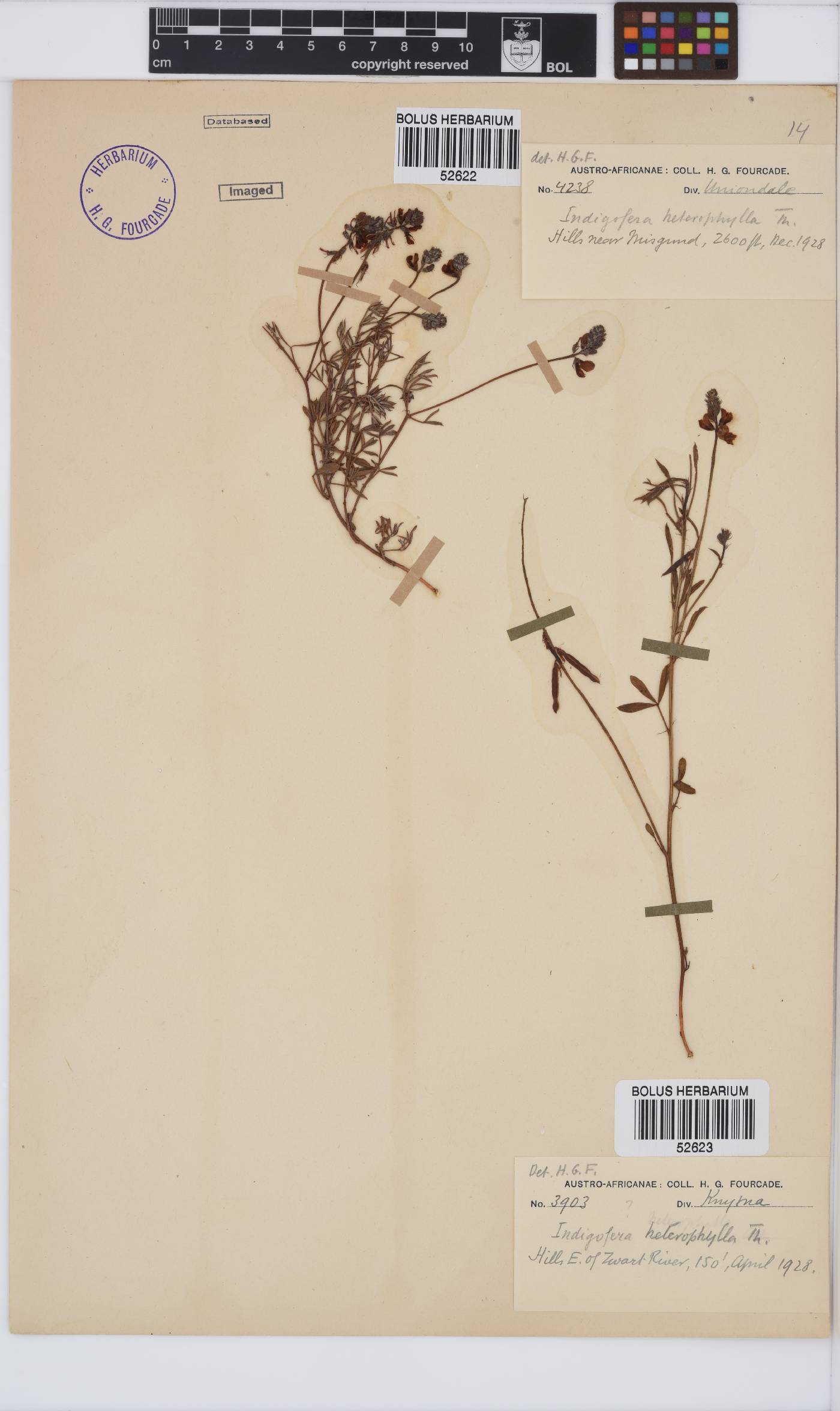 Indigofera heterophylla image