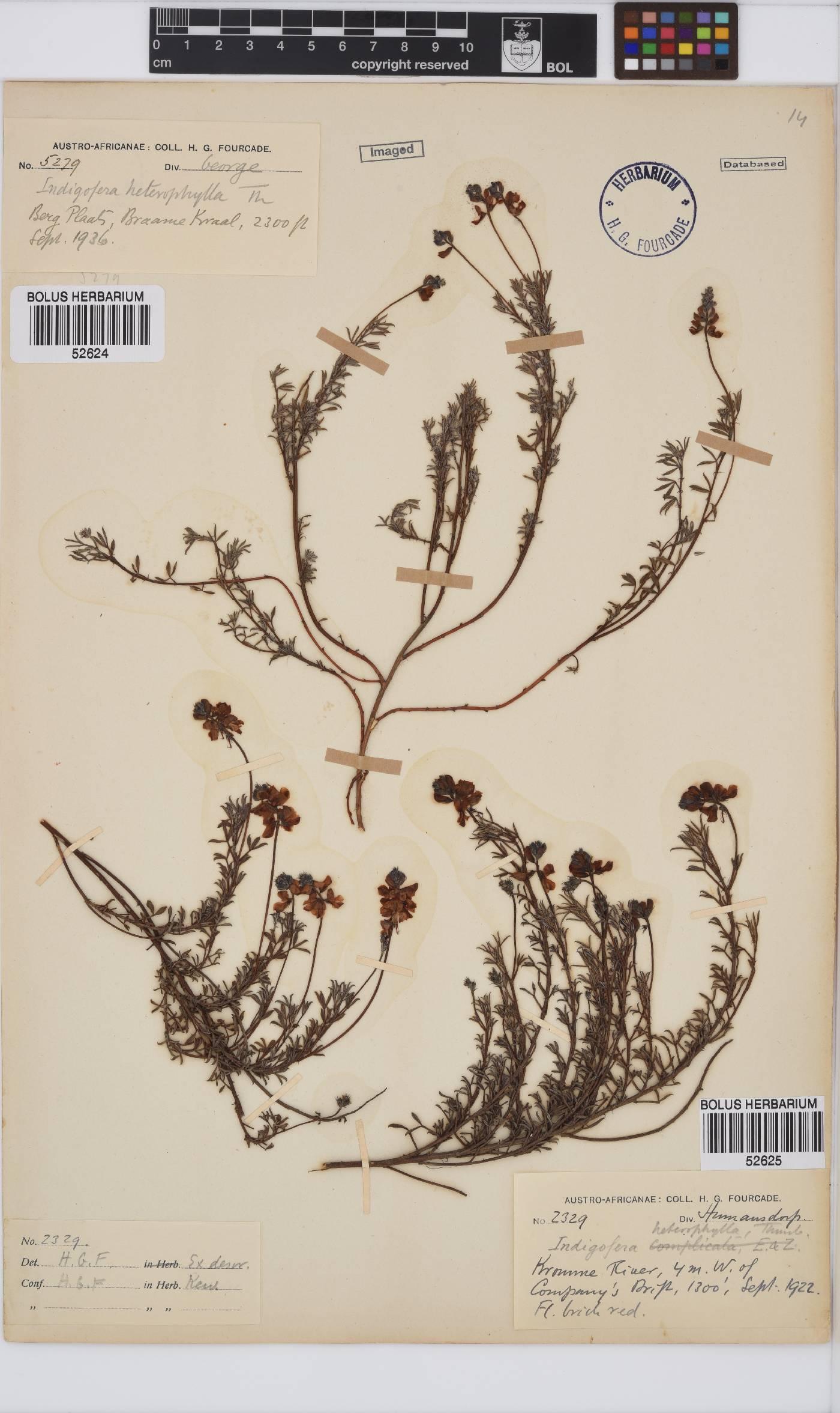 Indigofera heterophylla image