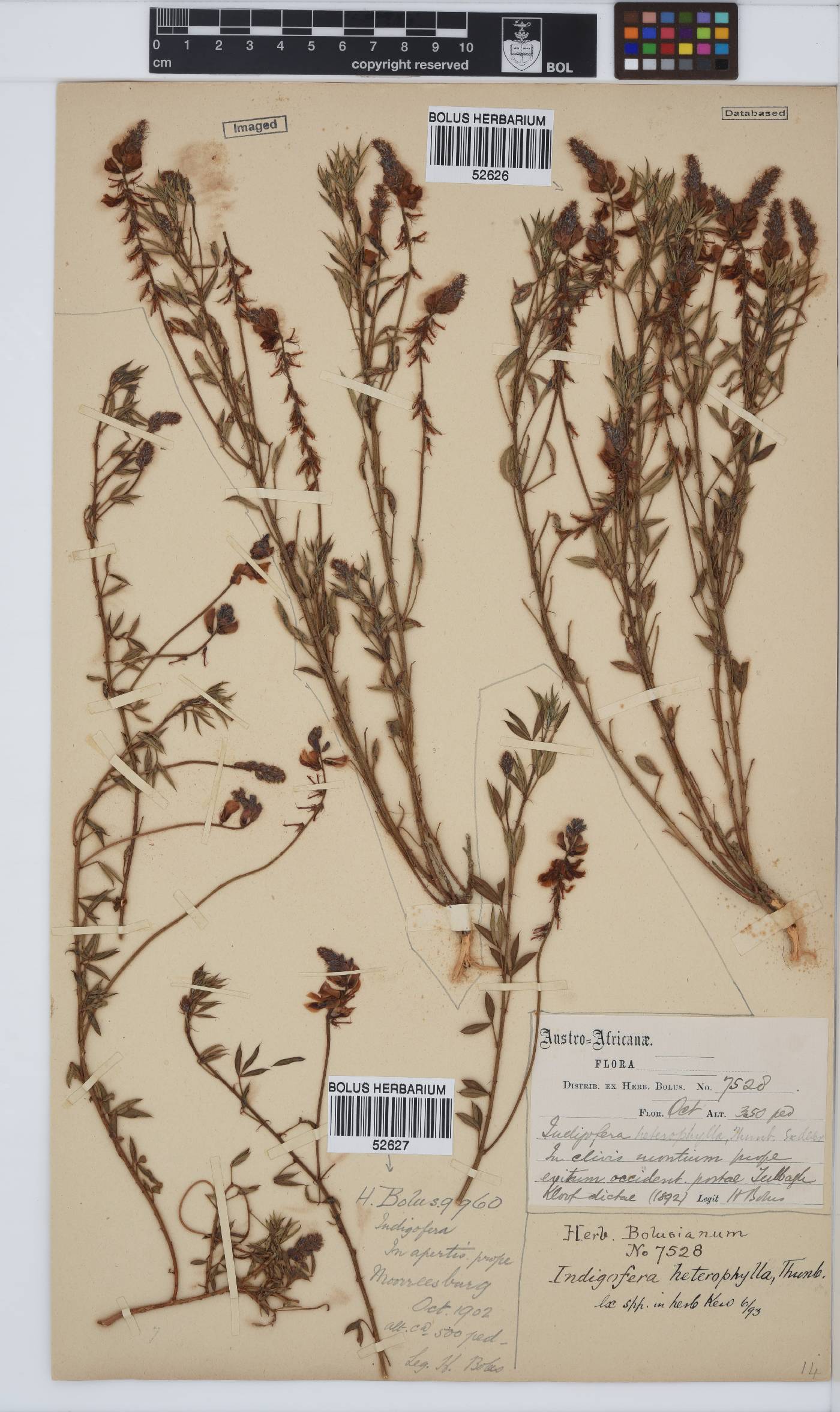 Indigofera heterophylla image