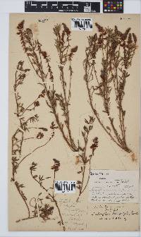 Indigofera heterophylla image