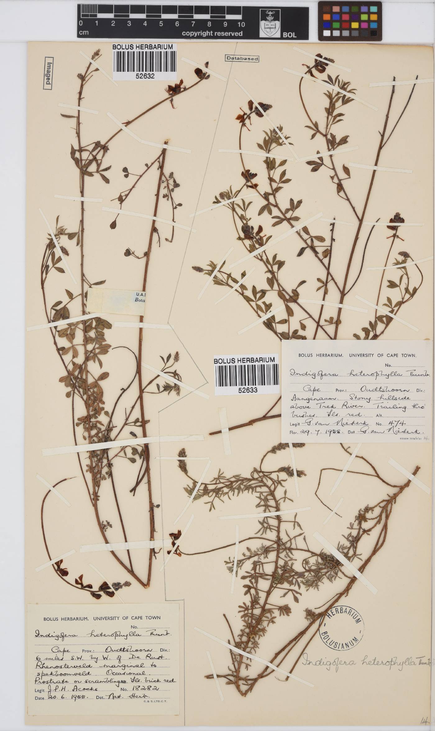 Indigofera heterophylla image