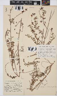 Indigofera heterophylla image