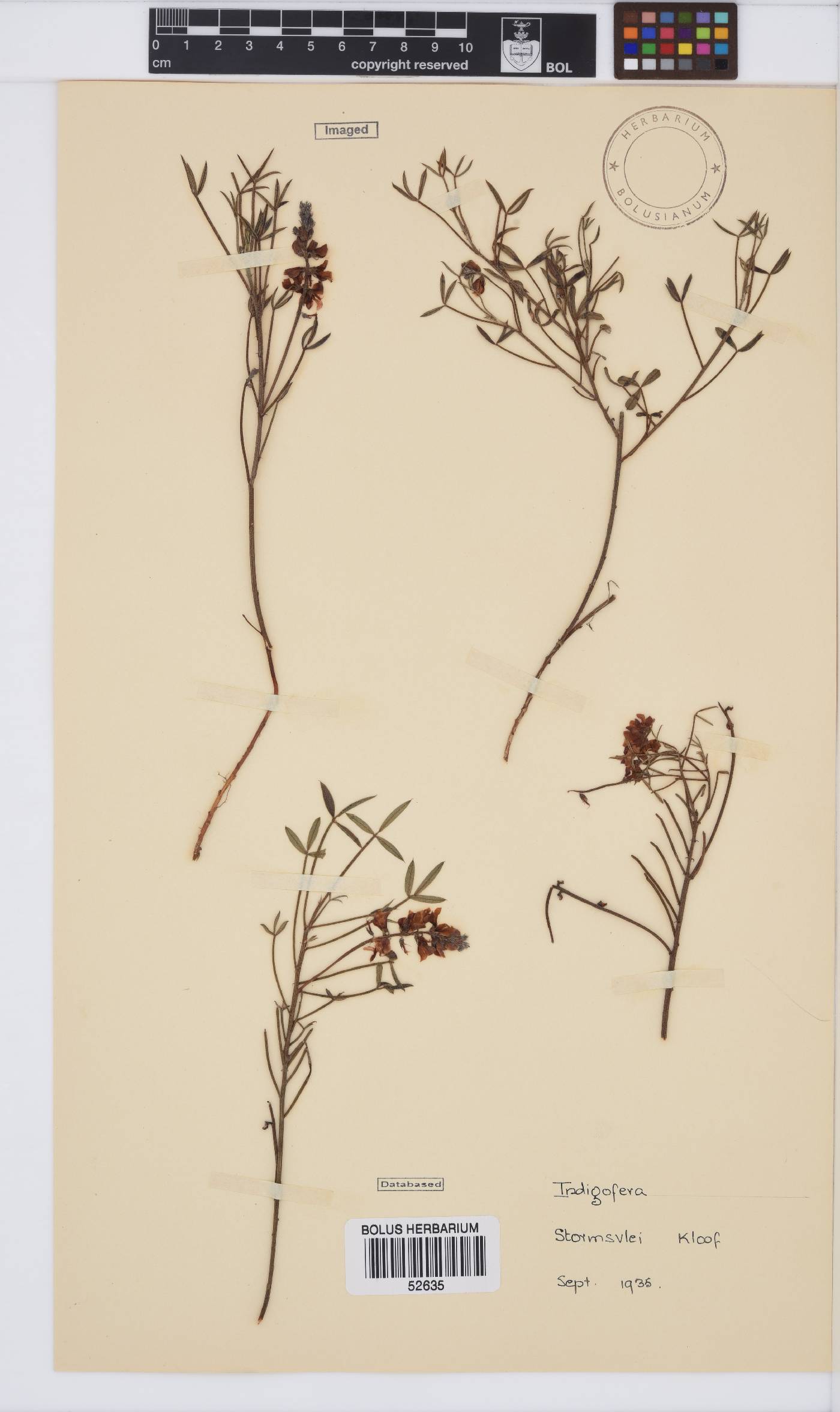 Indigofera heterophylla image