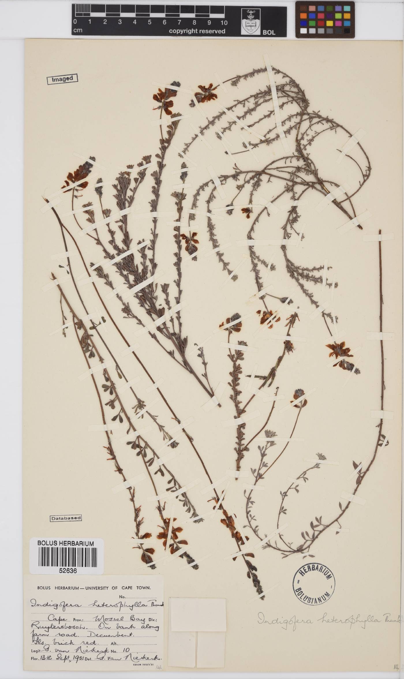 Indigofera heterophylla image
