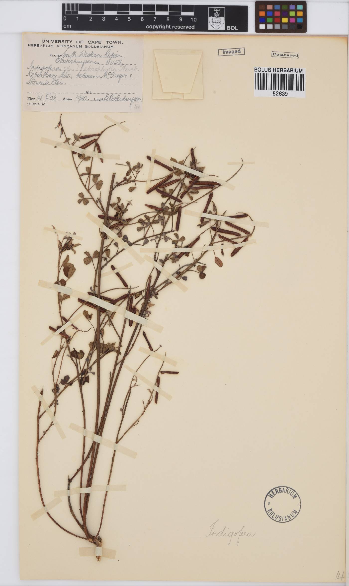 Indigofera heterophylla image