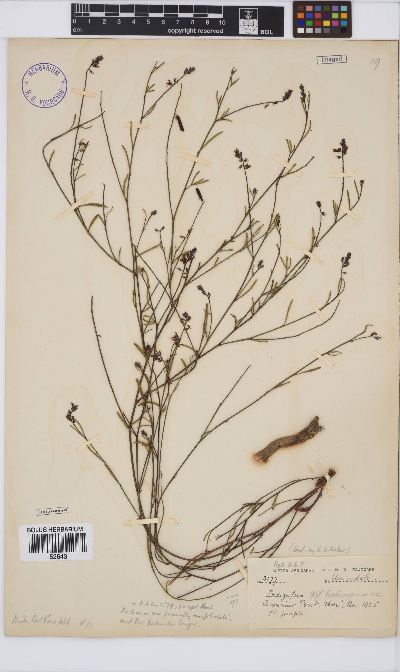 Indigofera leptocarpa image