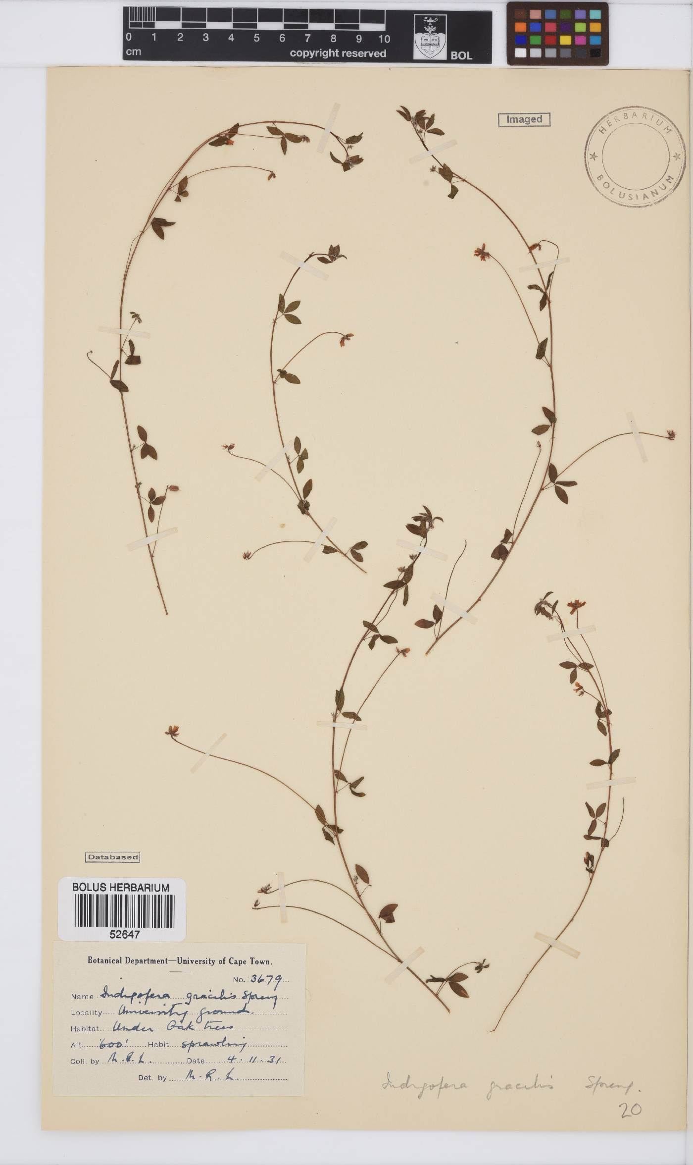 Indigofera gracilis image