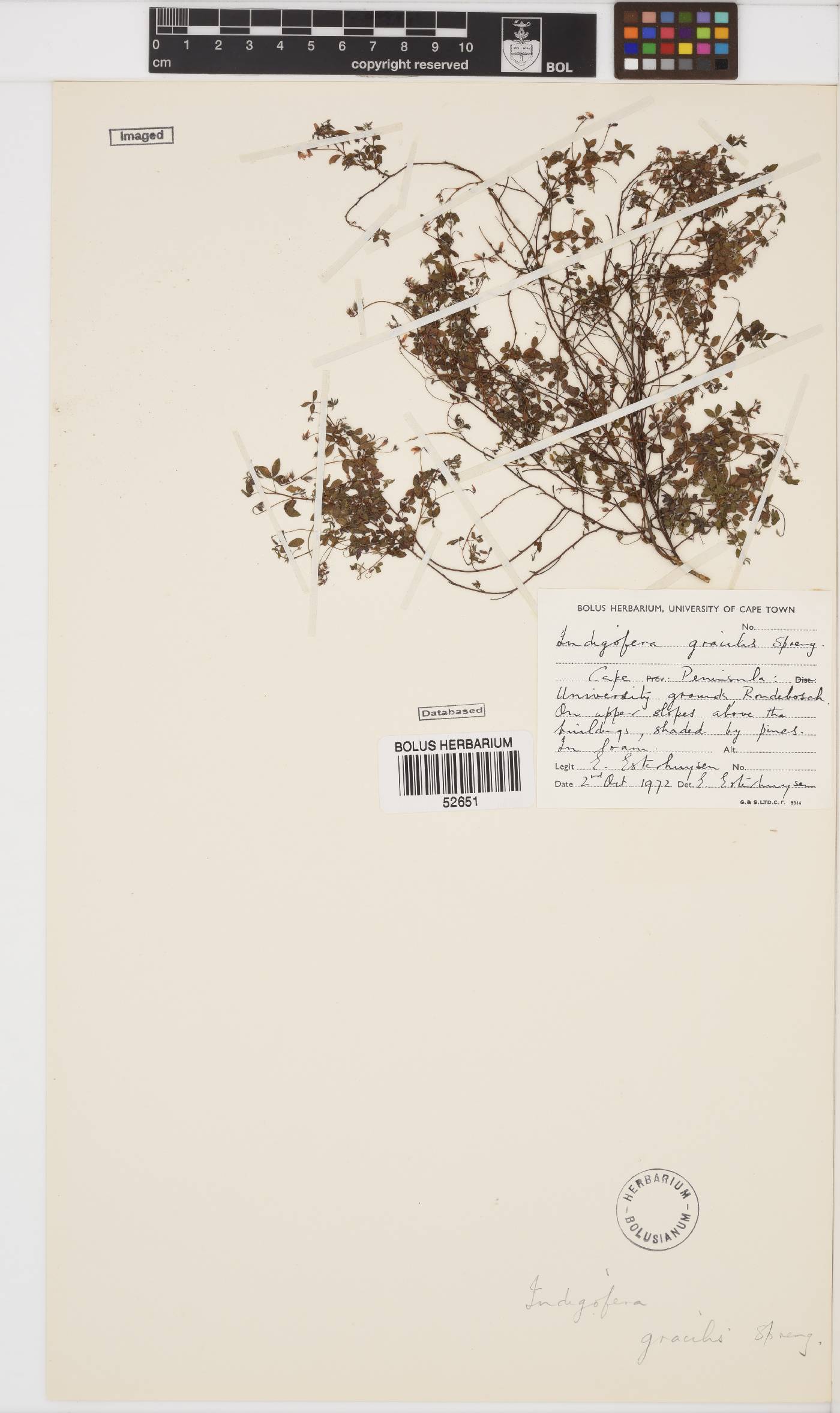 Indigofera gracilis image