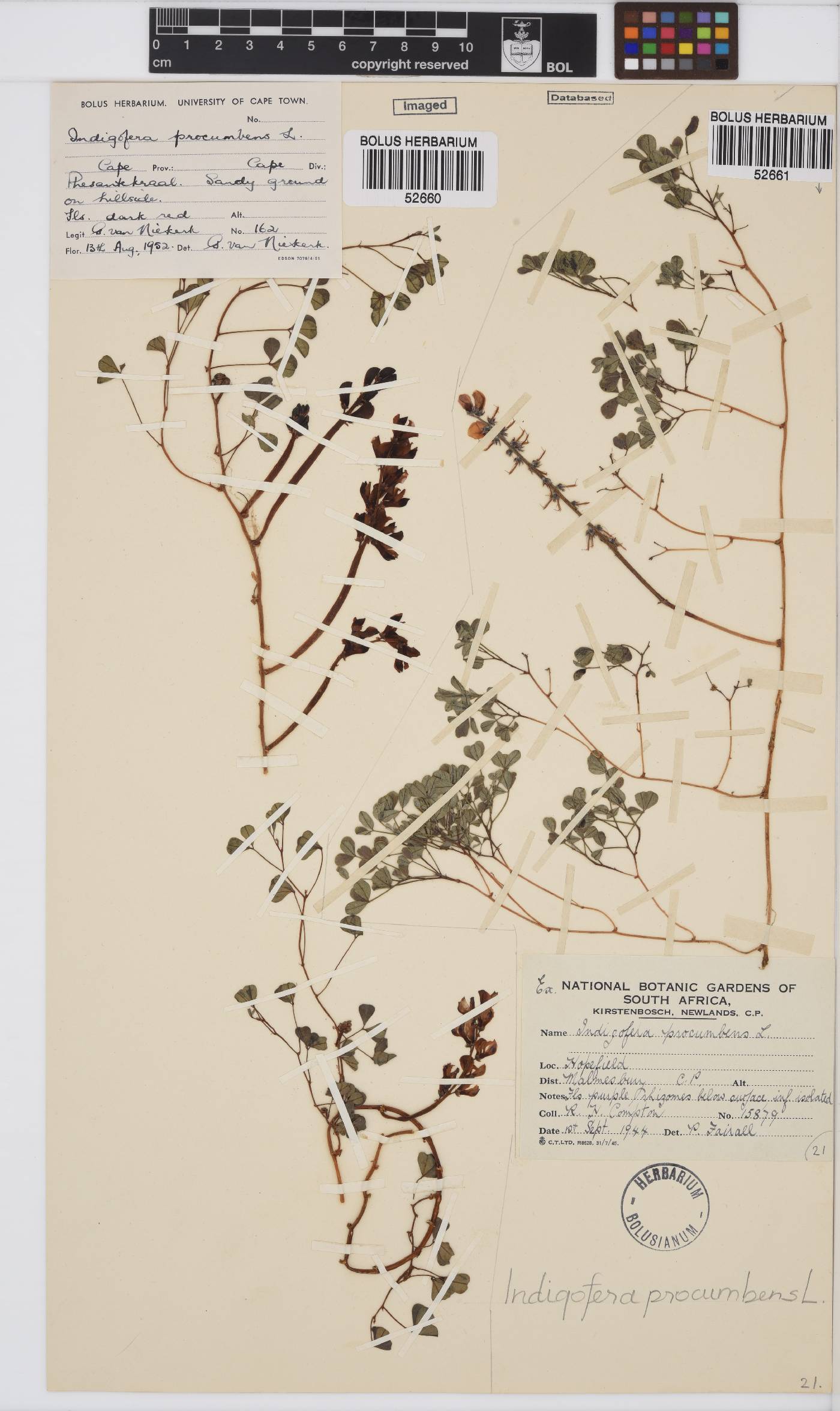 Indigofera procumbens image