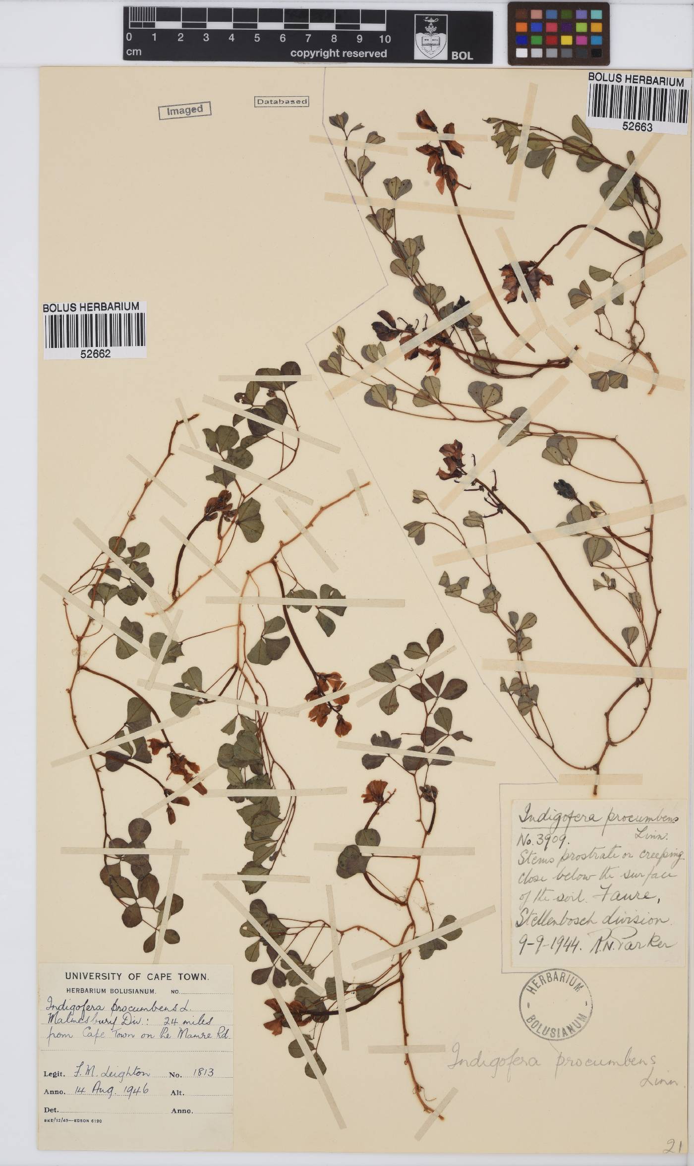 Indigofera image