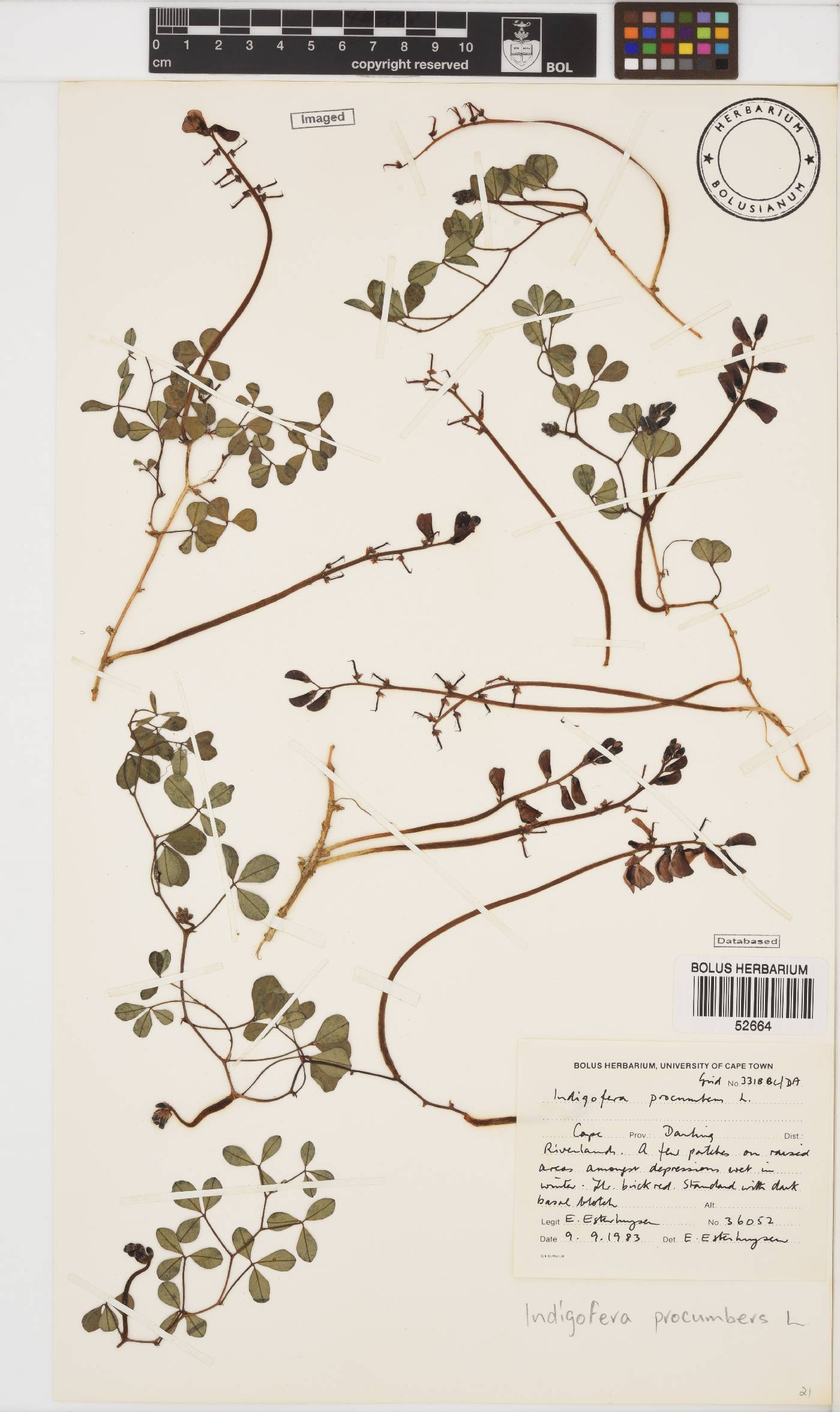 Indigofera procumbens image