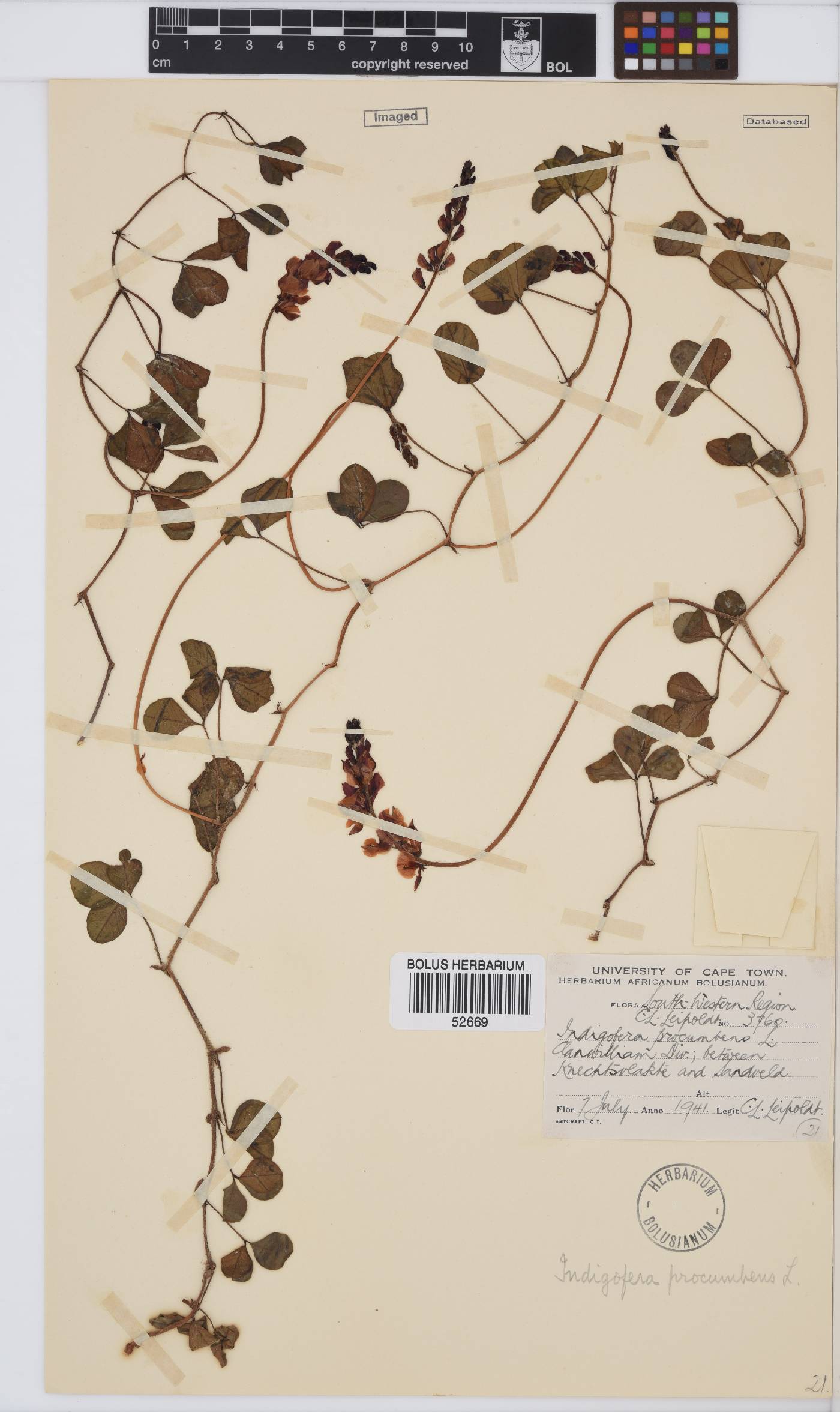 Indigofera image