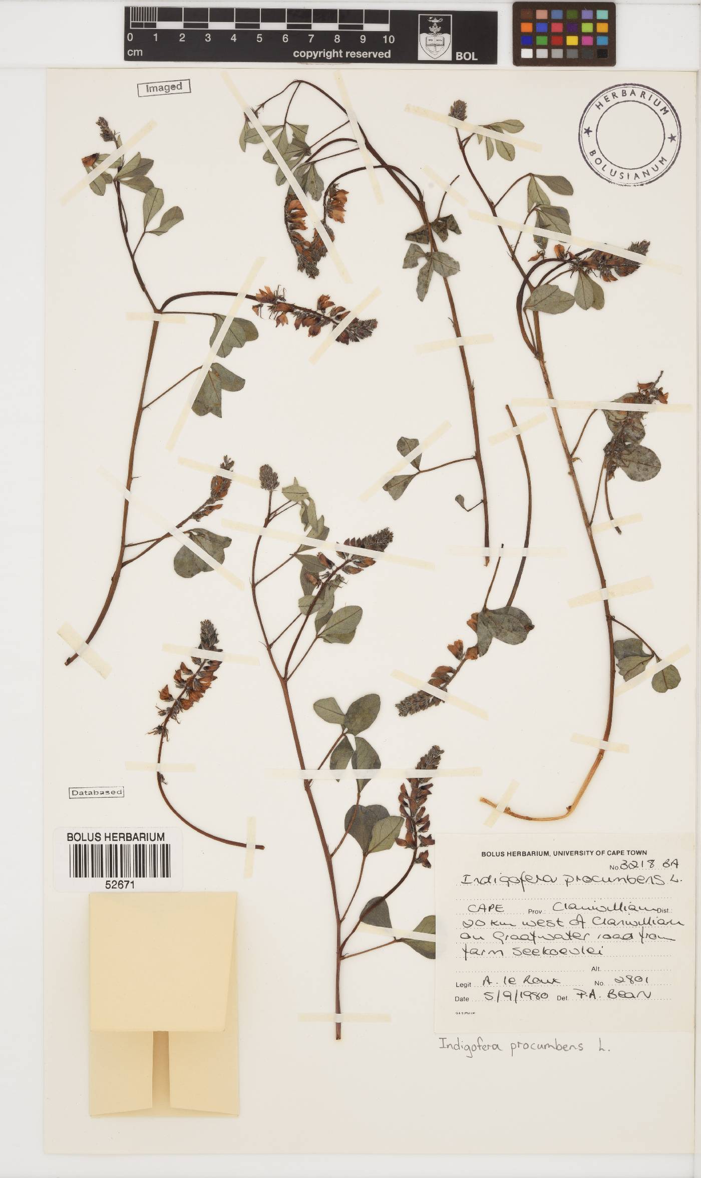 Indigofera procumbens image