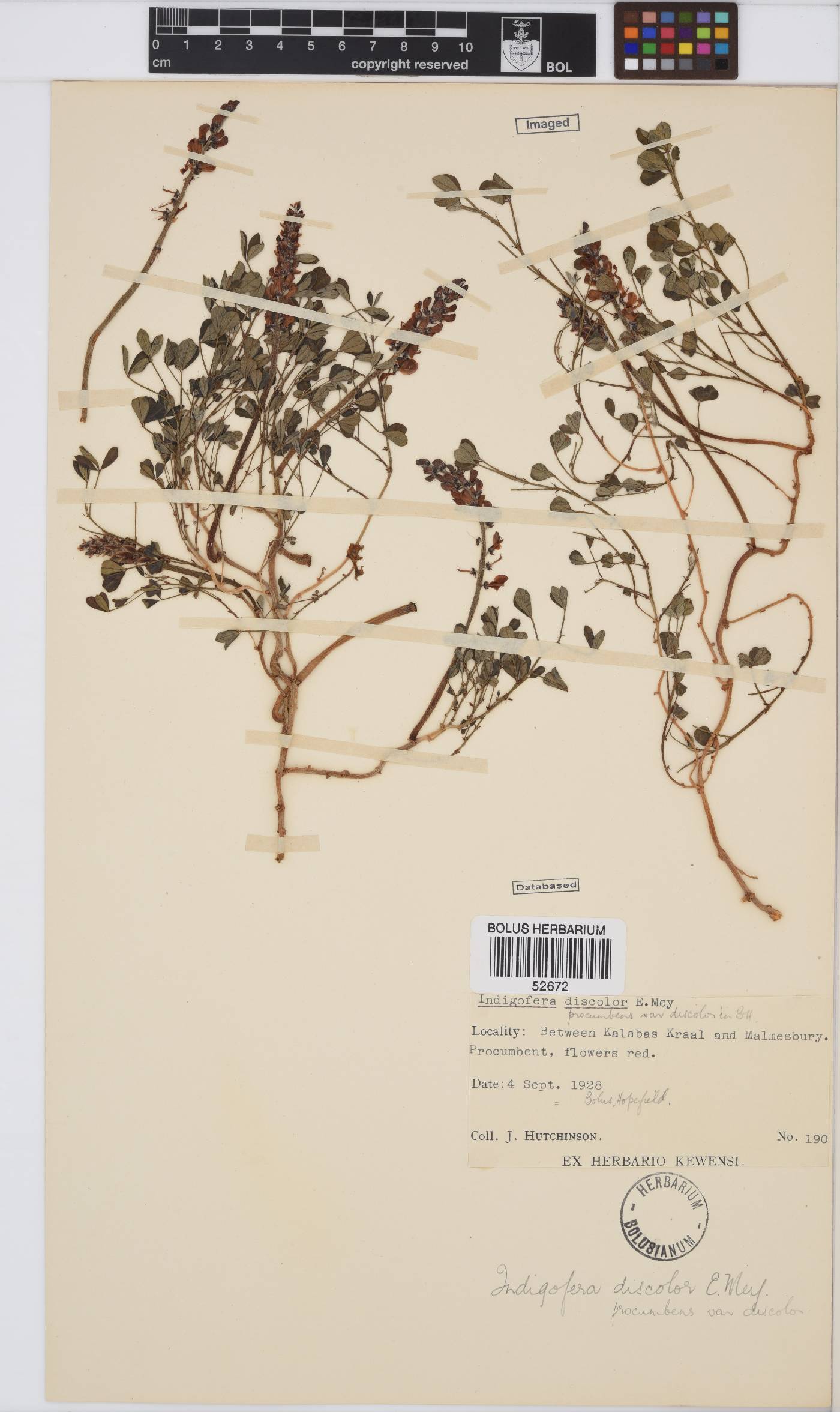 Indigofera procumbens image