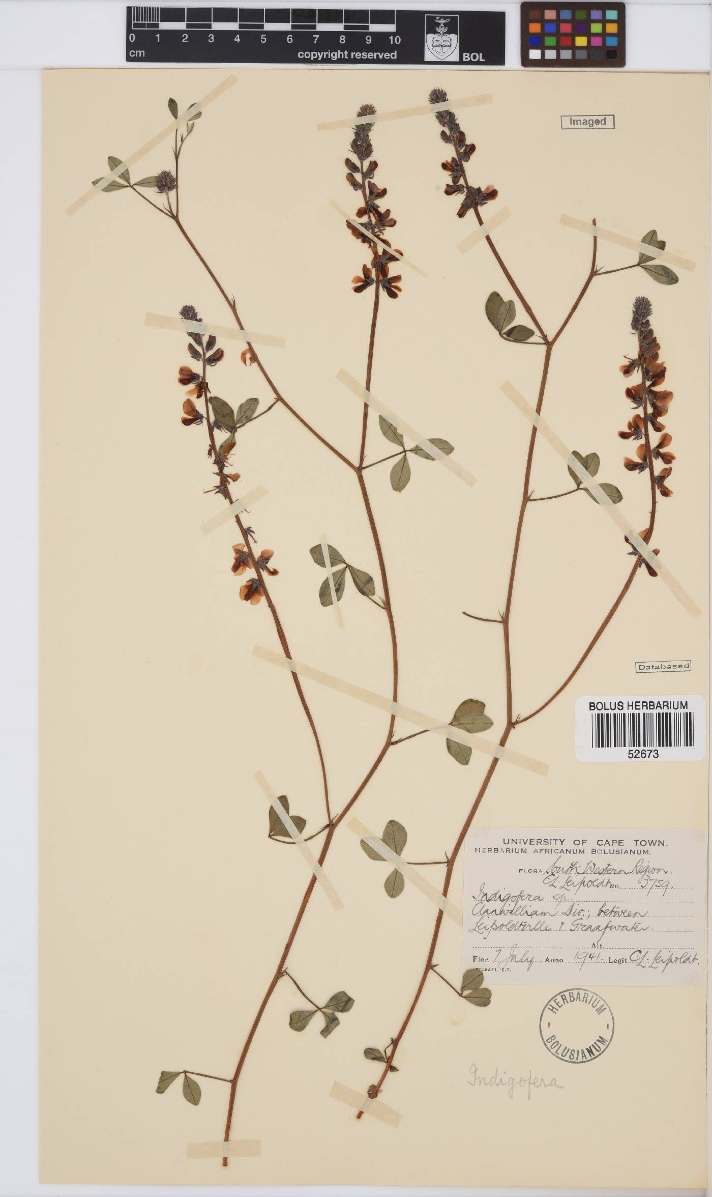 Indigofera procumbens image