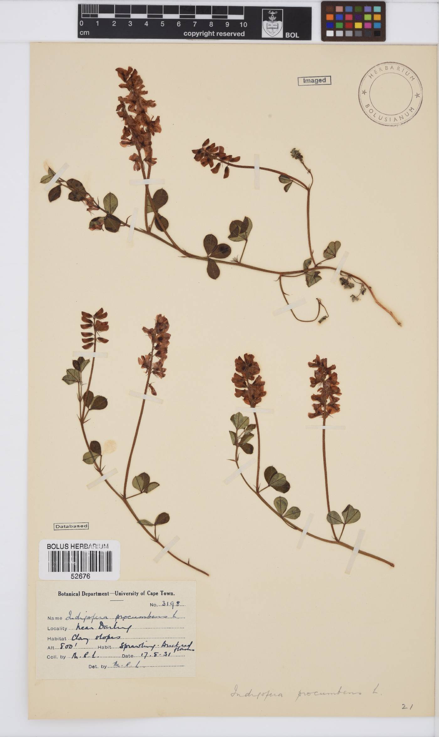 Indigofera procumbens image