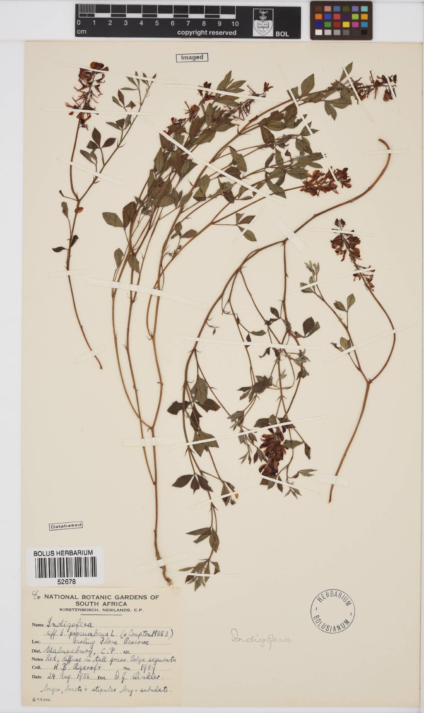 Indigofera procumbens image