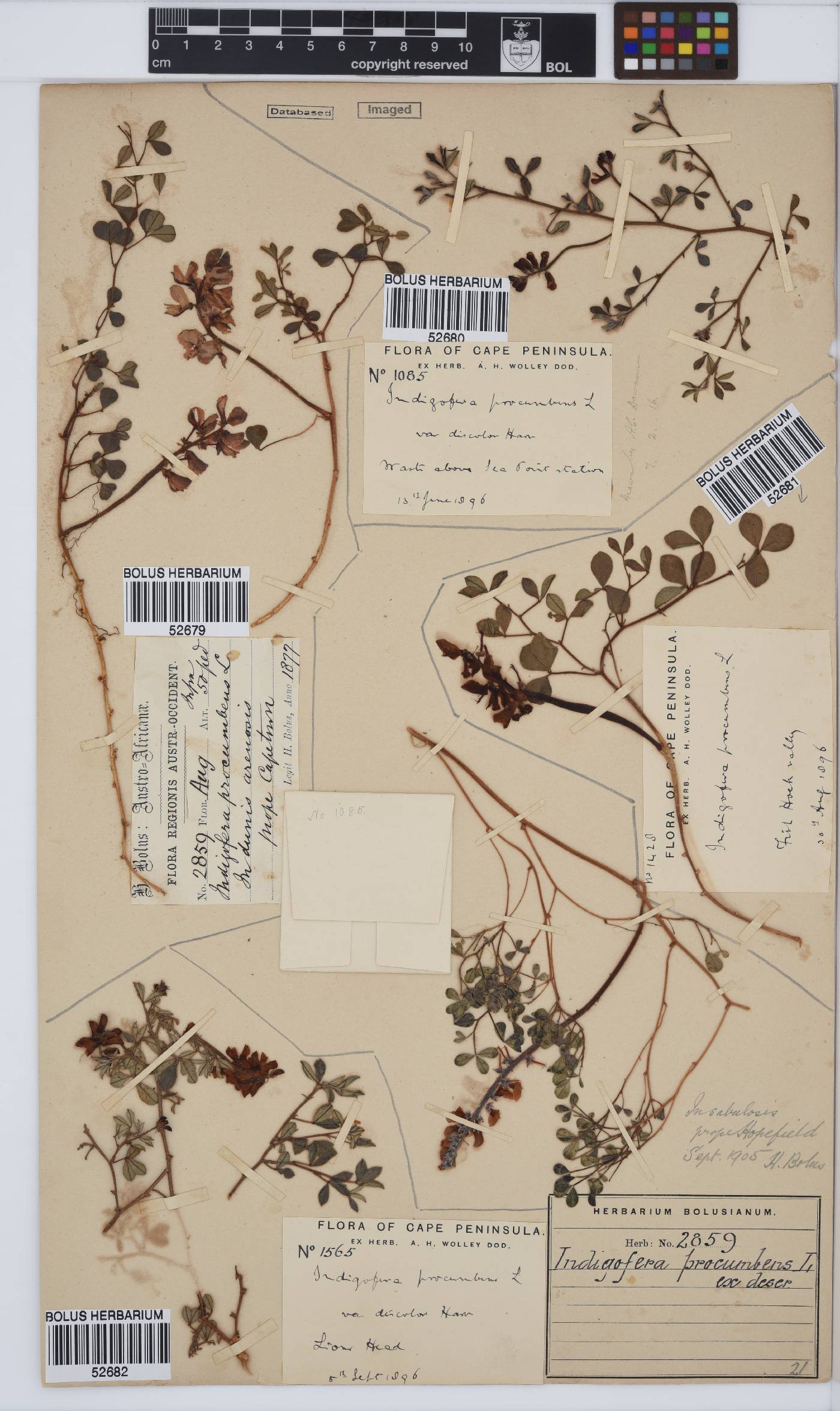 Indigofera procumbens image