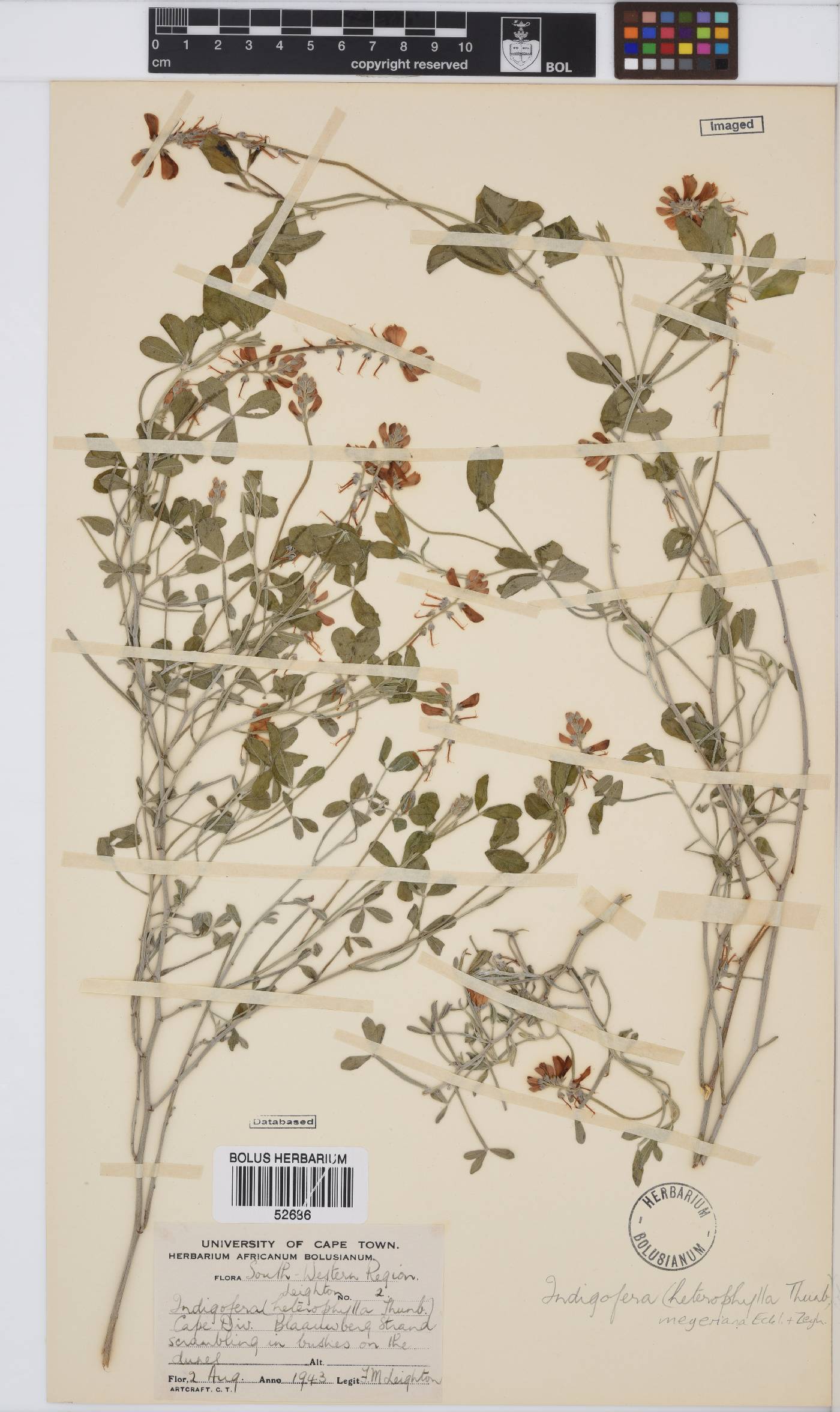 Indigofera meyeriana image