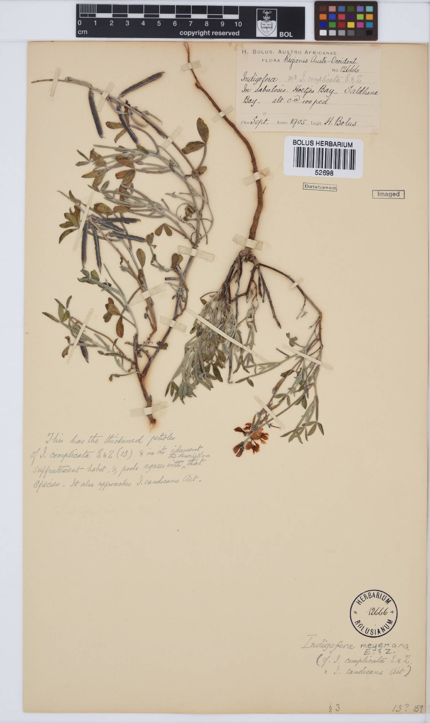 Indigofera meyeriana image