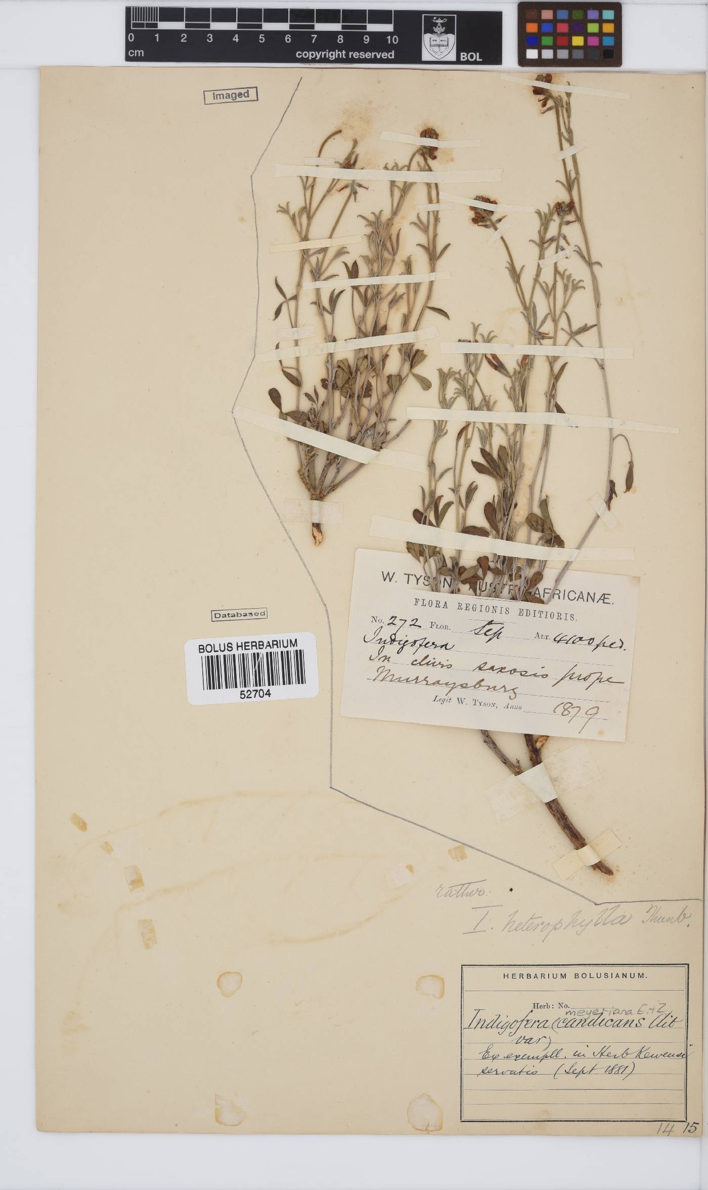 Indigofera meyeriana image