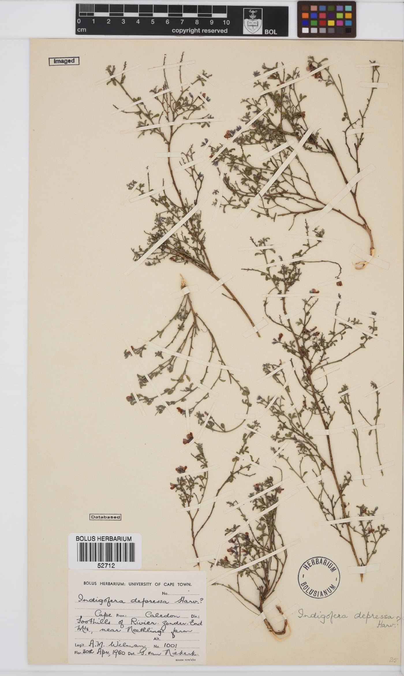 Indigofera harveyi image