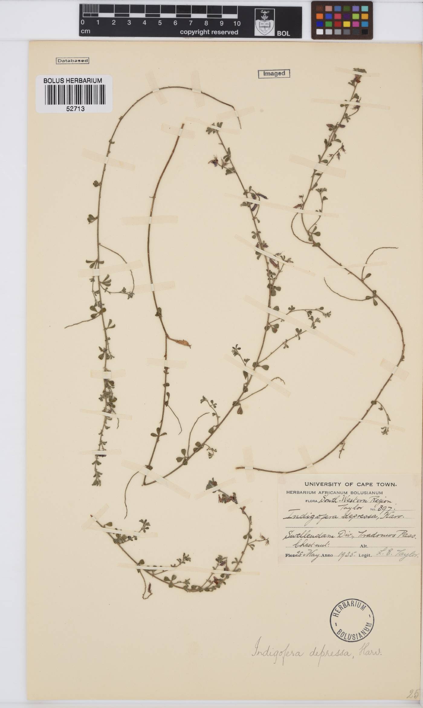 Indigofera harveyi image